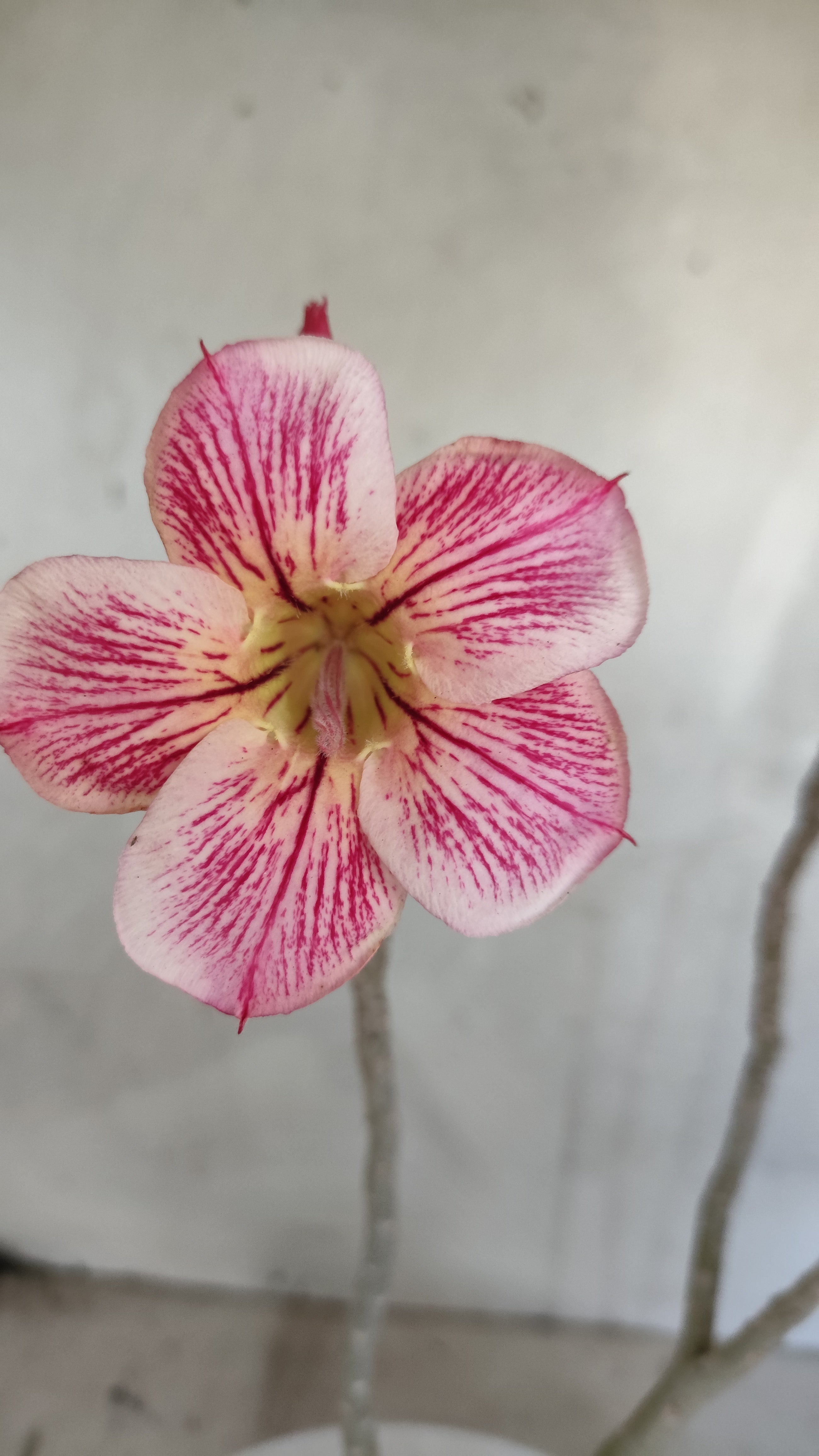 Planta Simples 3588 – 30cm – 02 anos
