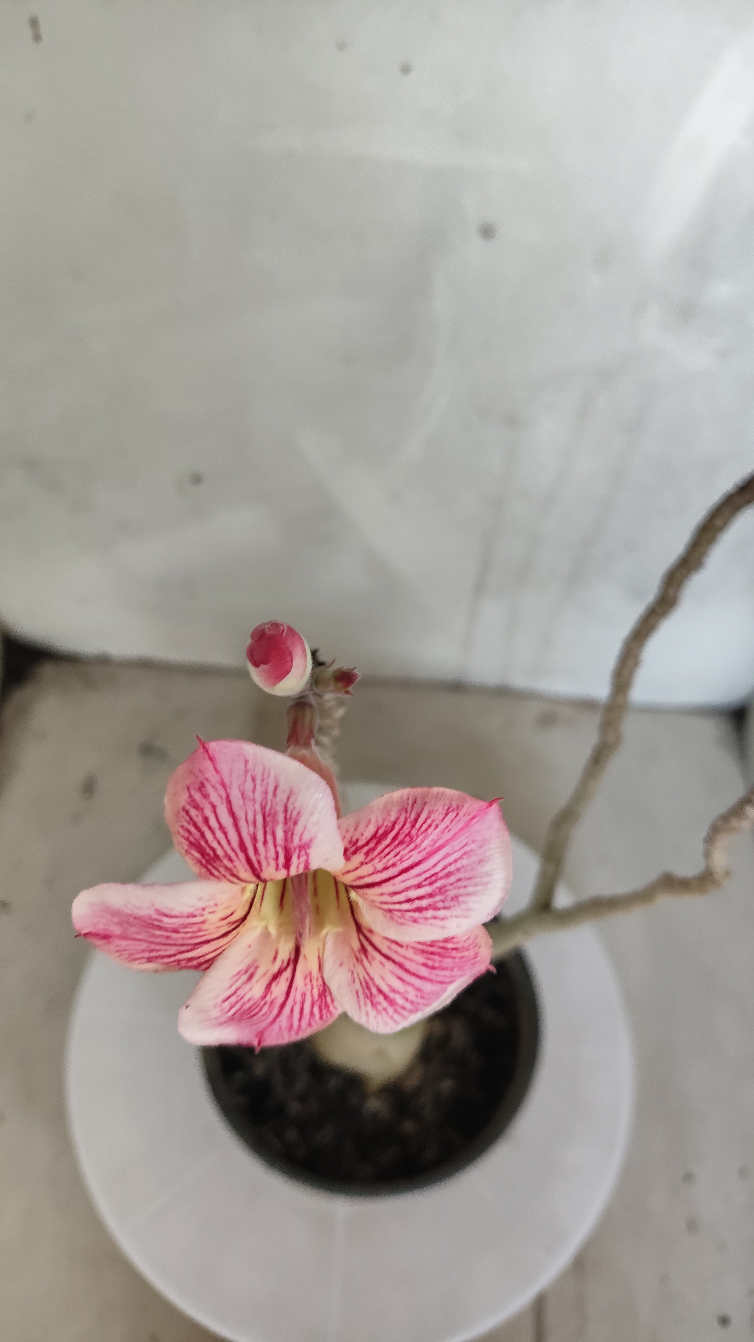 Planta Simples 3588 – 30cm – 02 anos