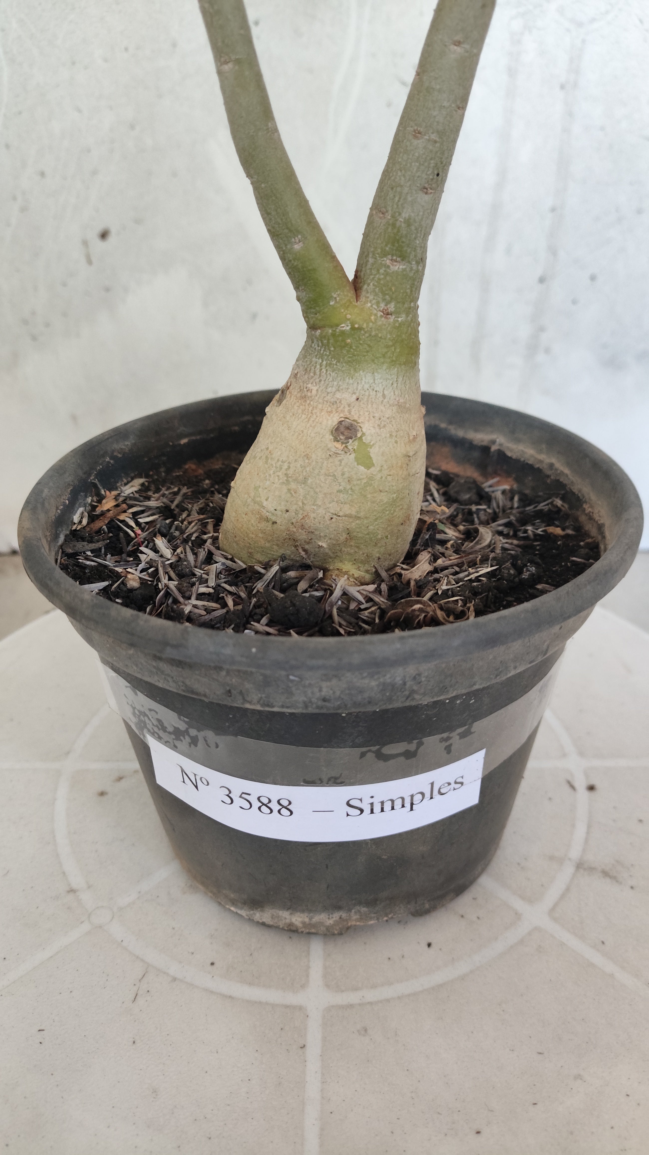 Planta Simples 3588 – 30cm – 02 anos