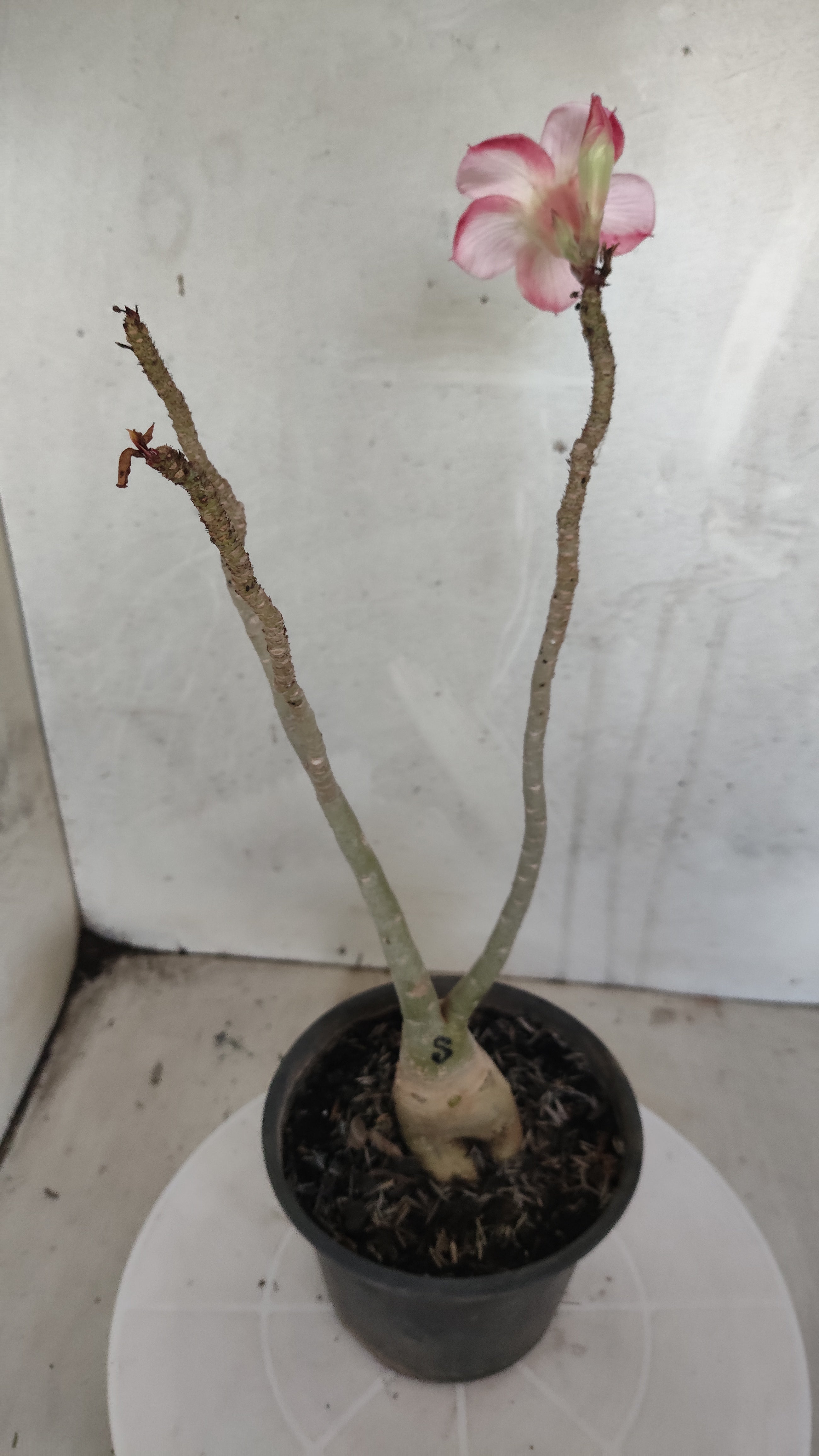 Planta Simples 3588 – 30cm – 02 anos