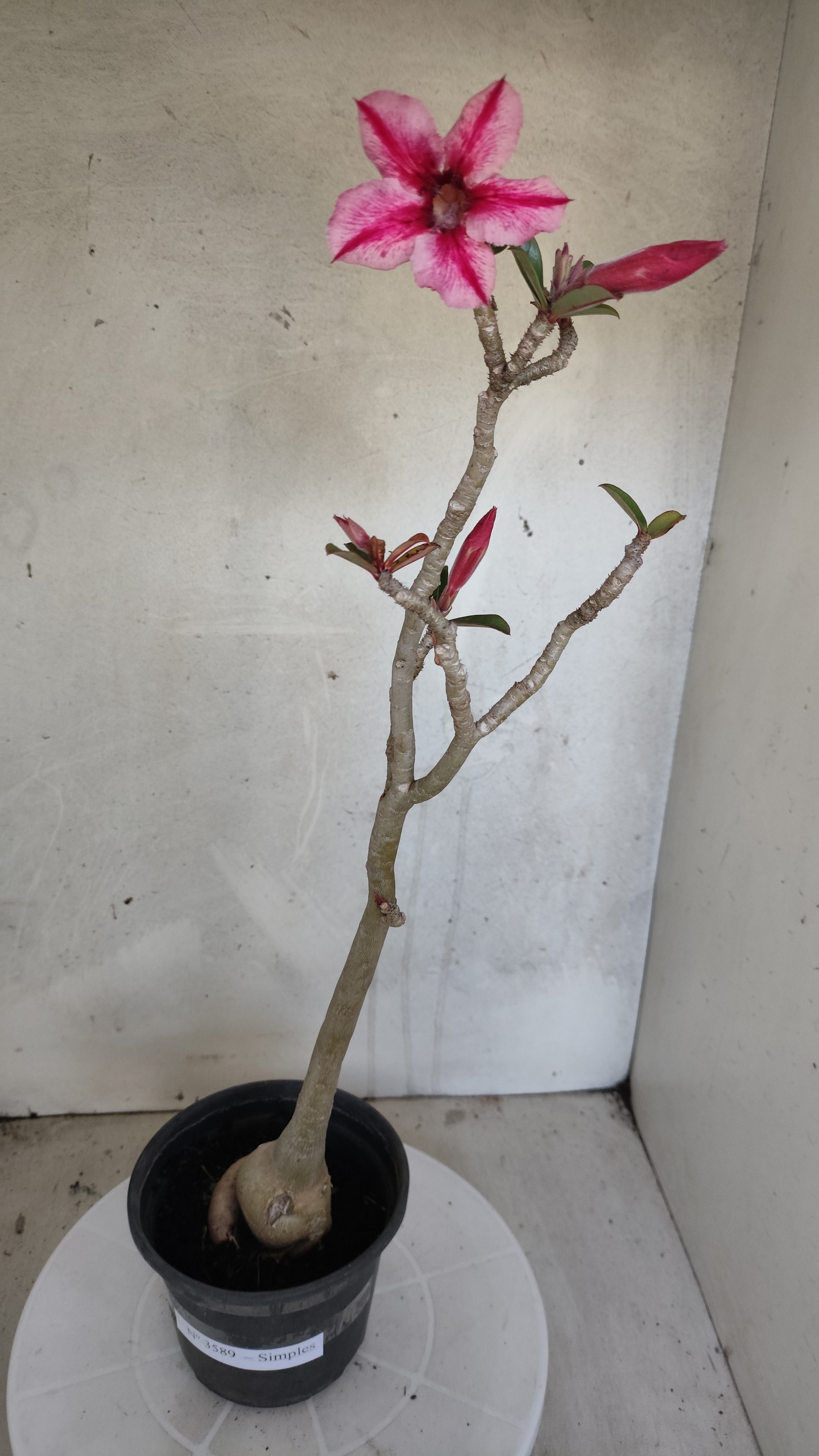 Planta Simples 3589 – 35cm – 03 anos