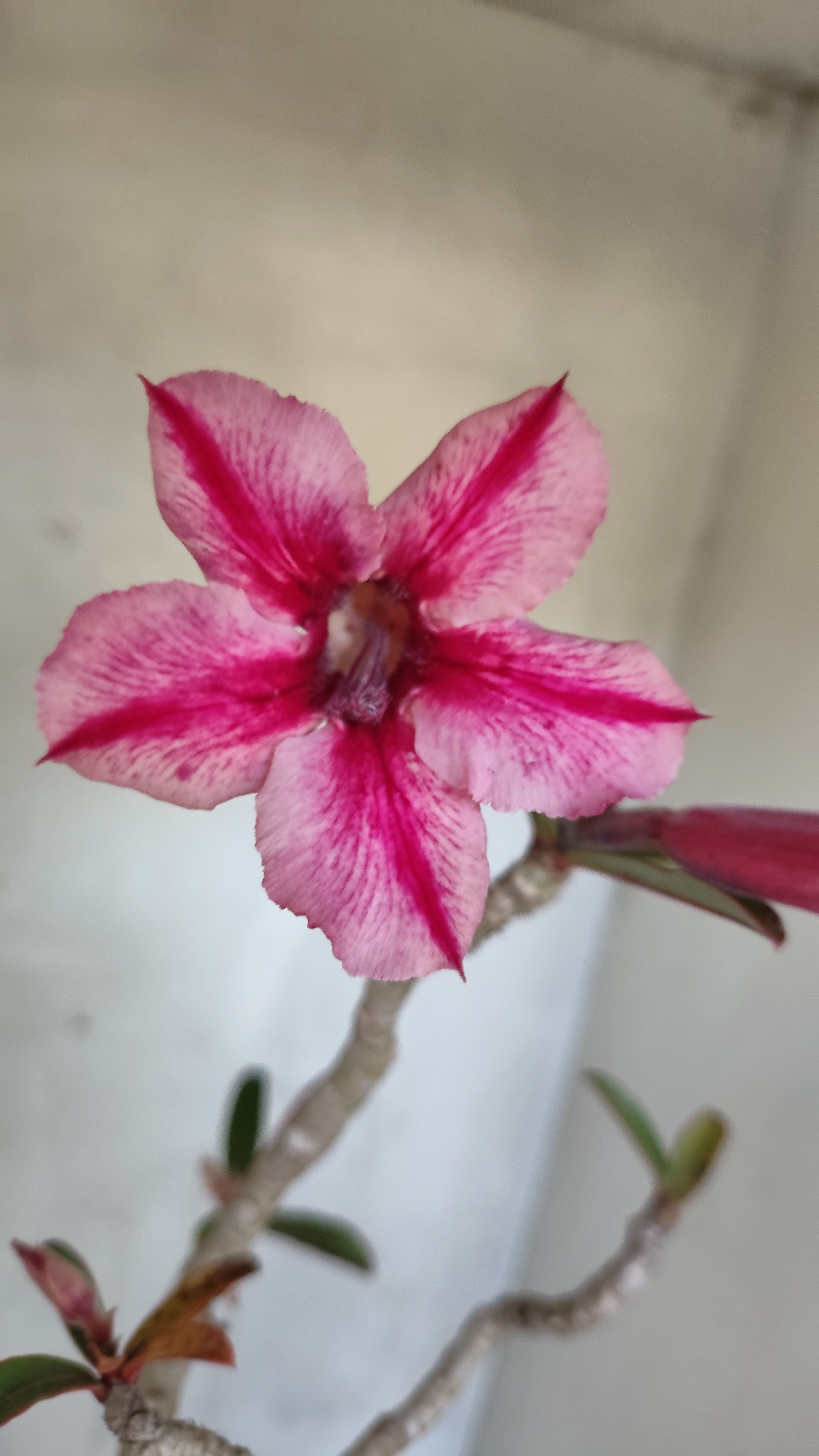Planta Simples 3589 – 35cm – 03 anos