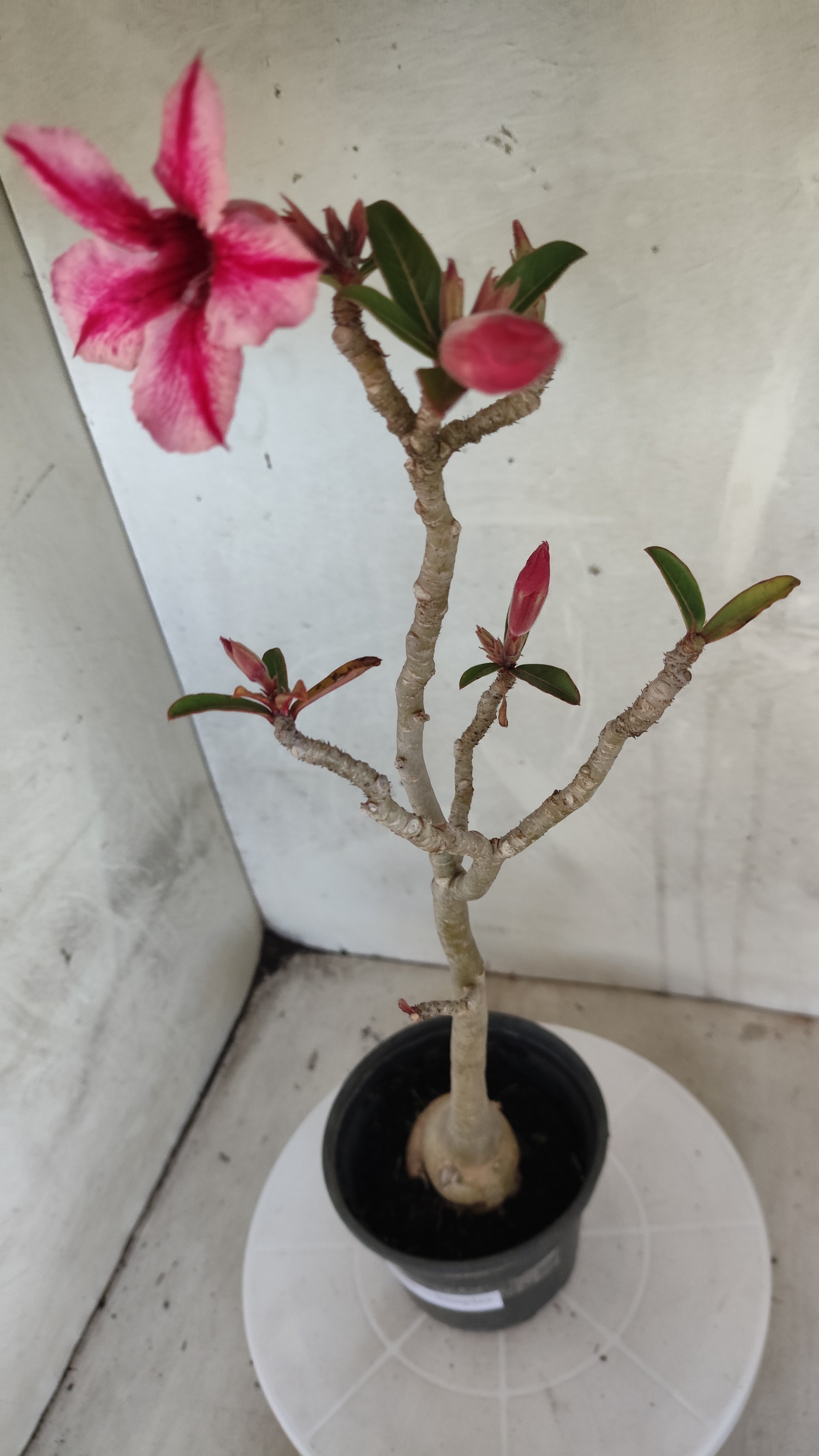 Planta Simples 3589 – 35cm – 03 anos