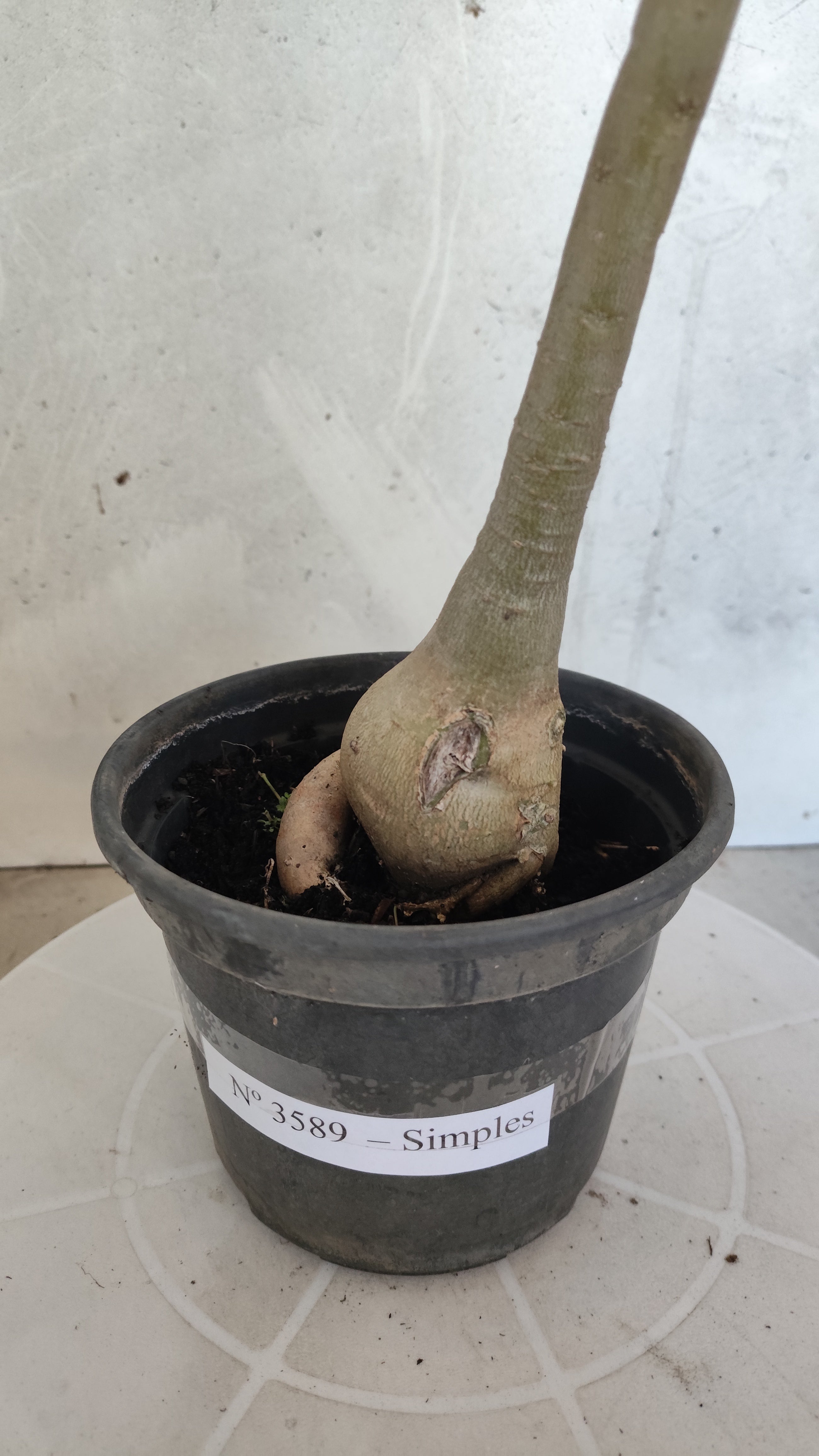 Planta Simples 3589 – 35cm – 03 anos