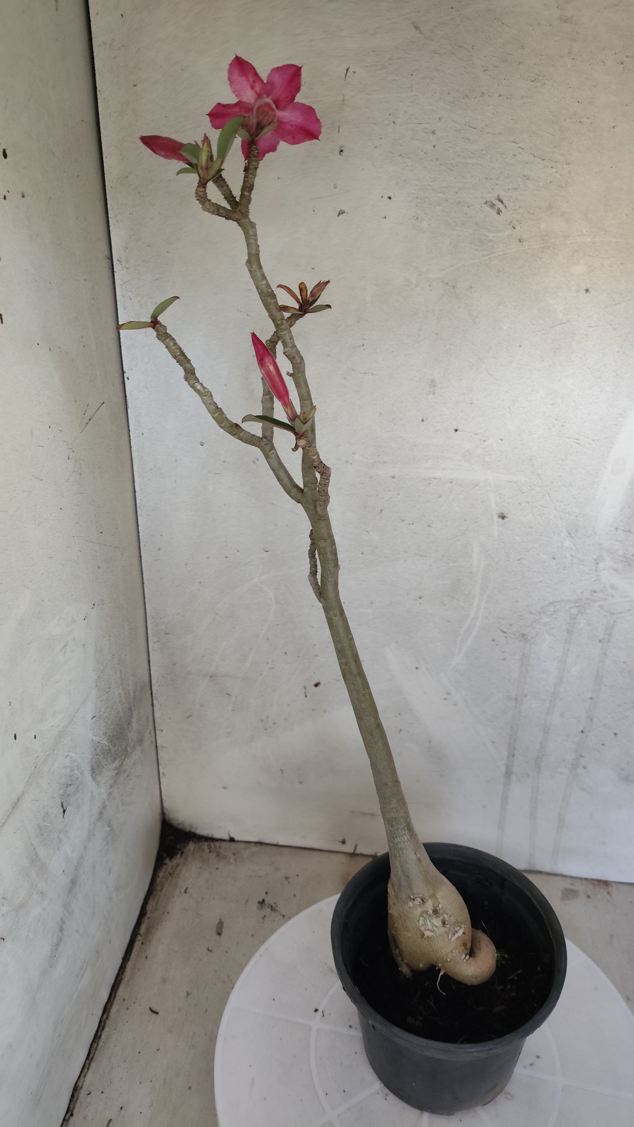 Planta Simples 3589 – 35cm – 03 anos