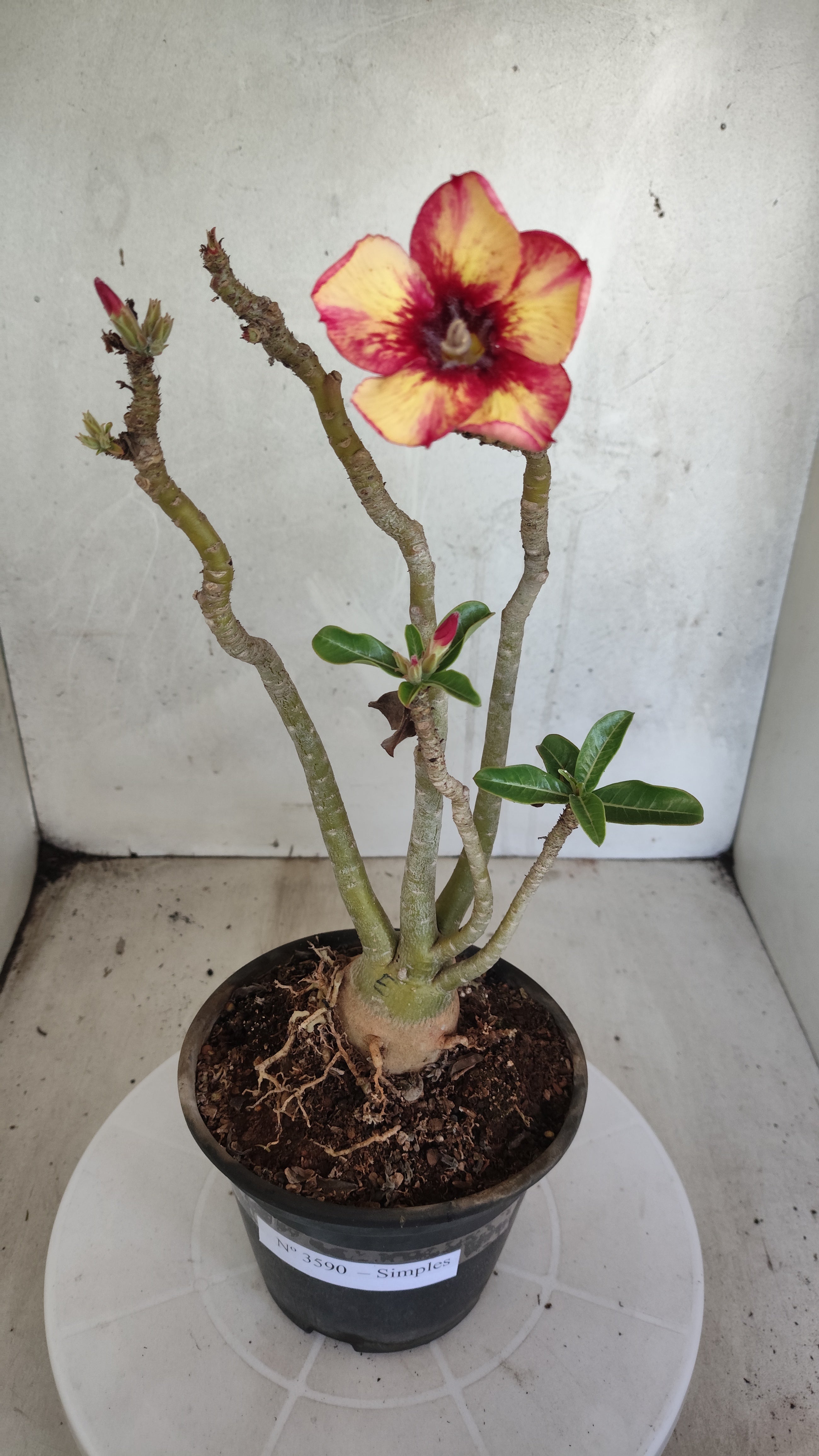 Planta Simples 3590 – 30cm – 03 anos
