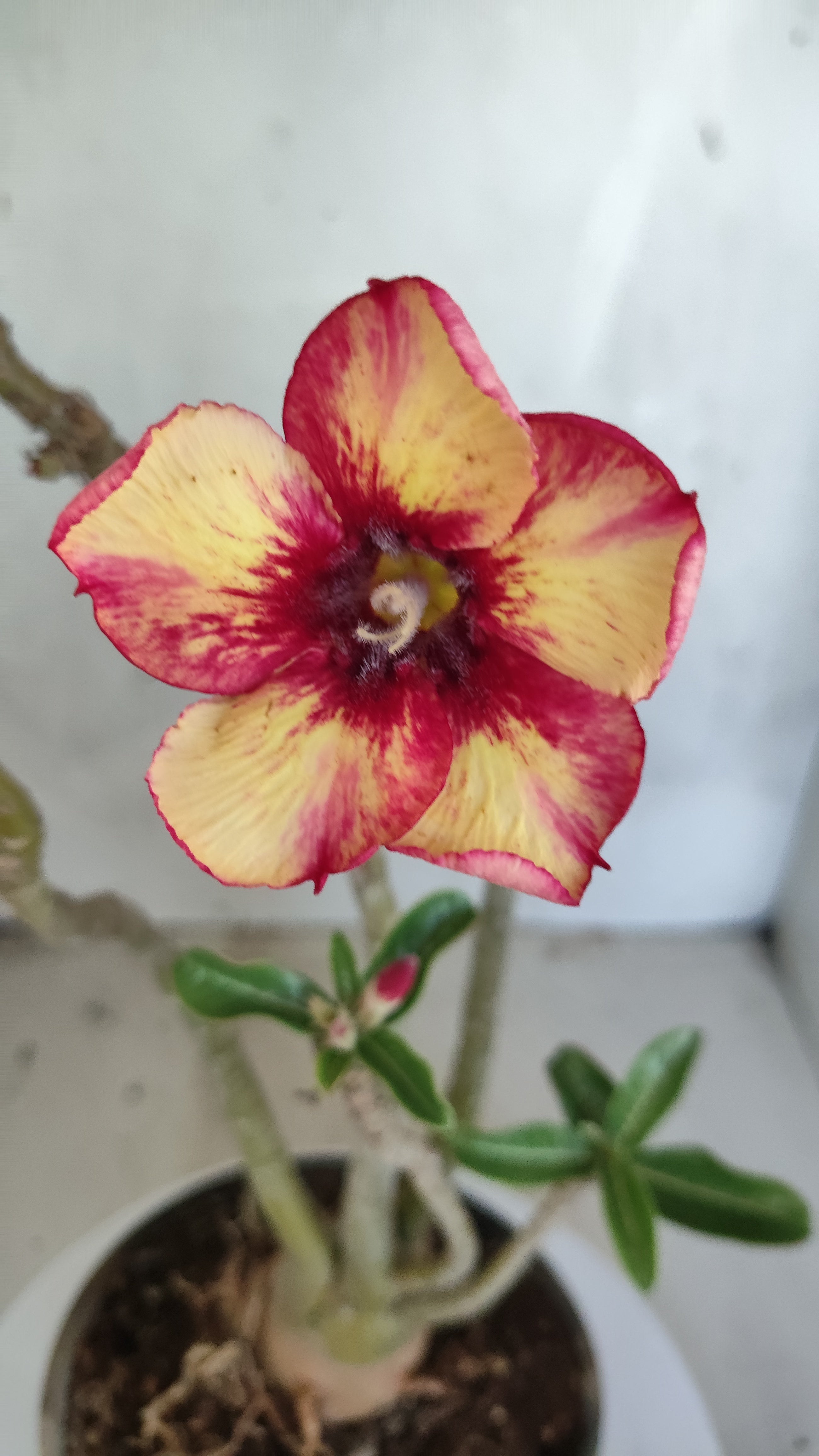 Planta Simples 3590 – 30cm – 03 anos