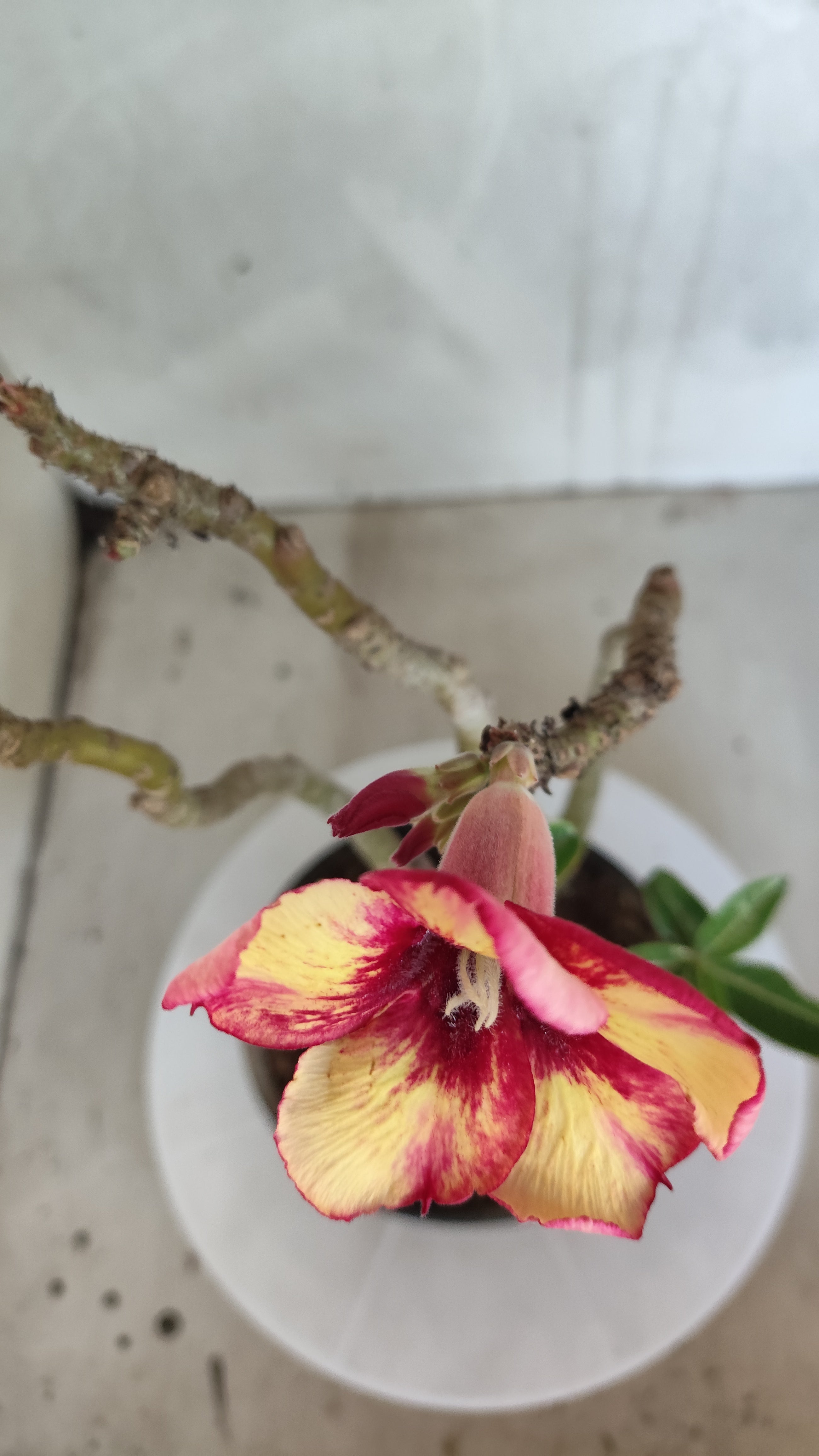 Planta Simples 3590 – 30cm – 03 anos