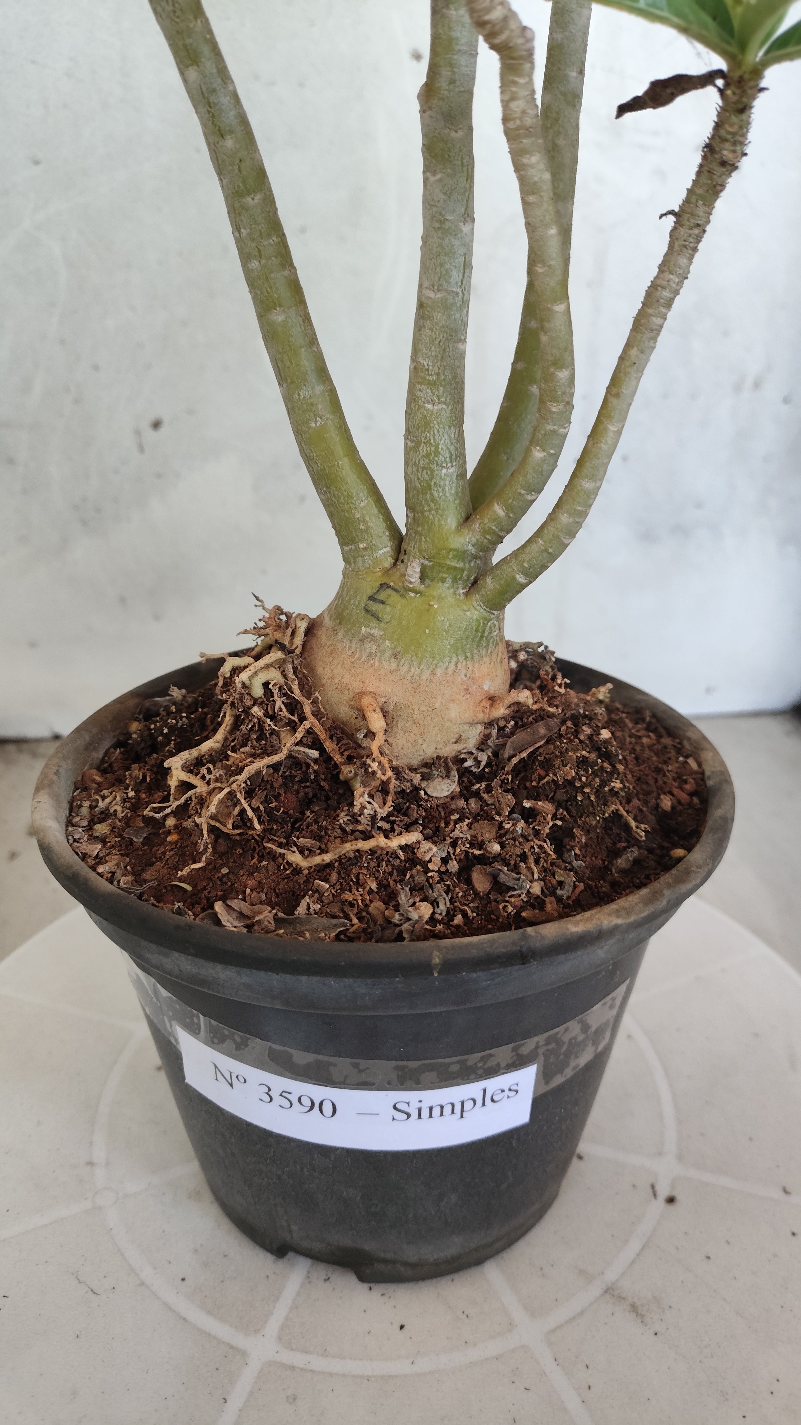 Planta Simples 3590 – 30cm – 03 anos