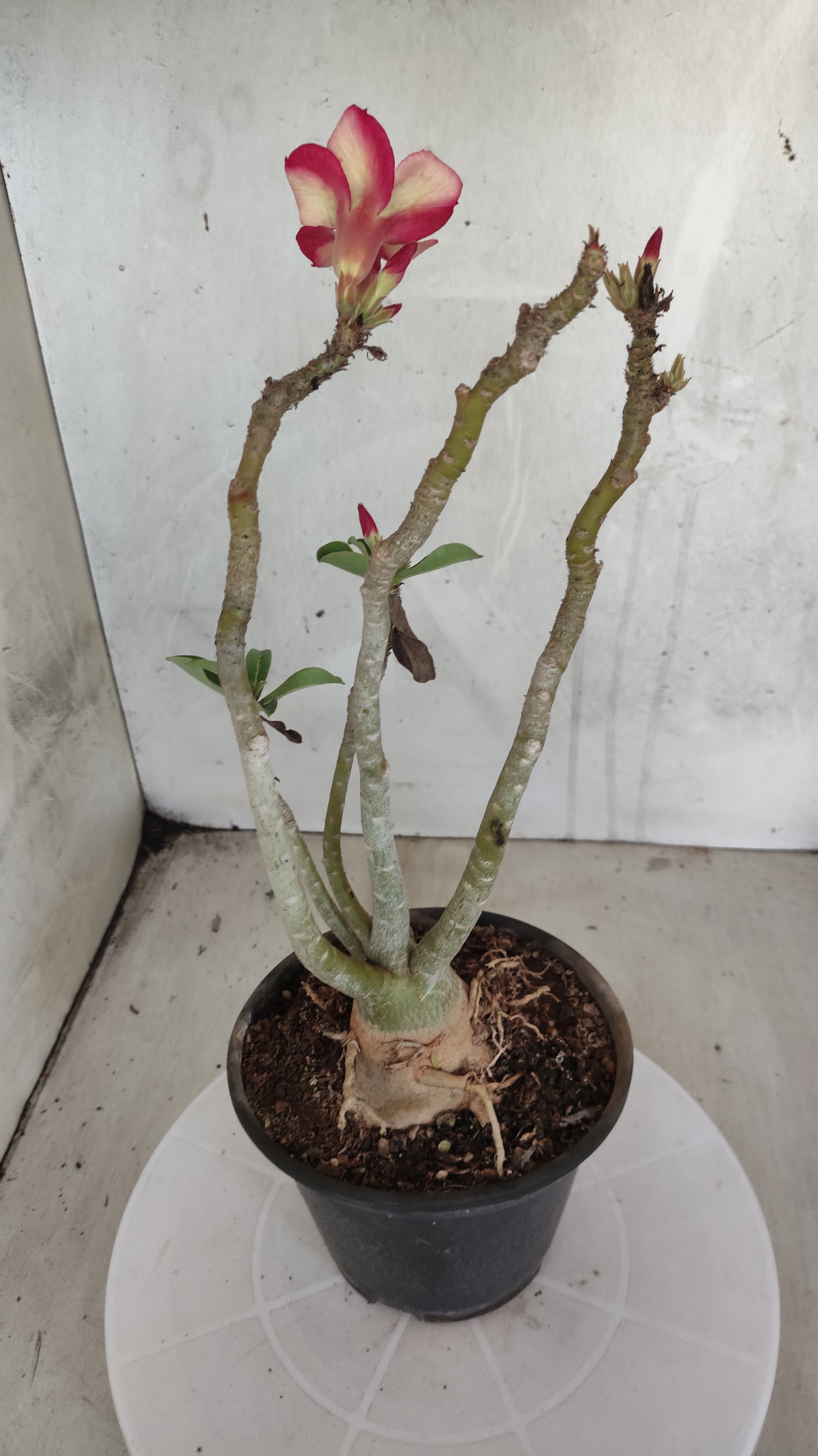 Planta Simples 3590 – 30cm – 03 anos