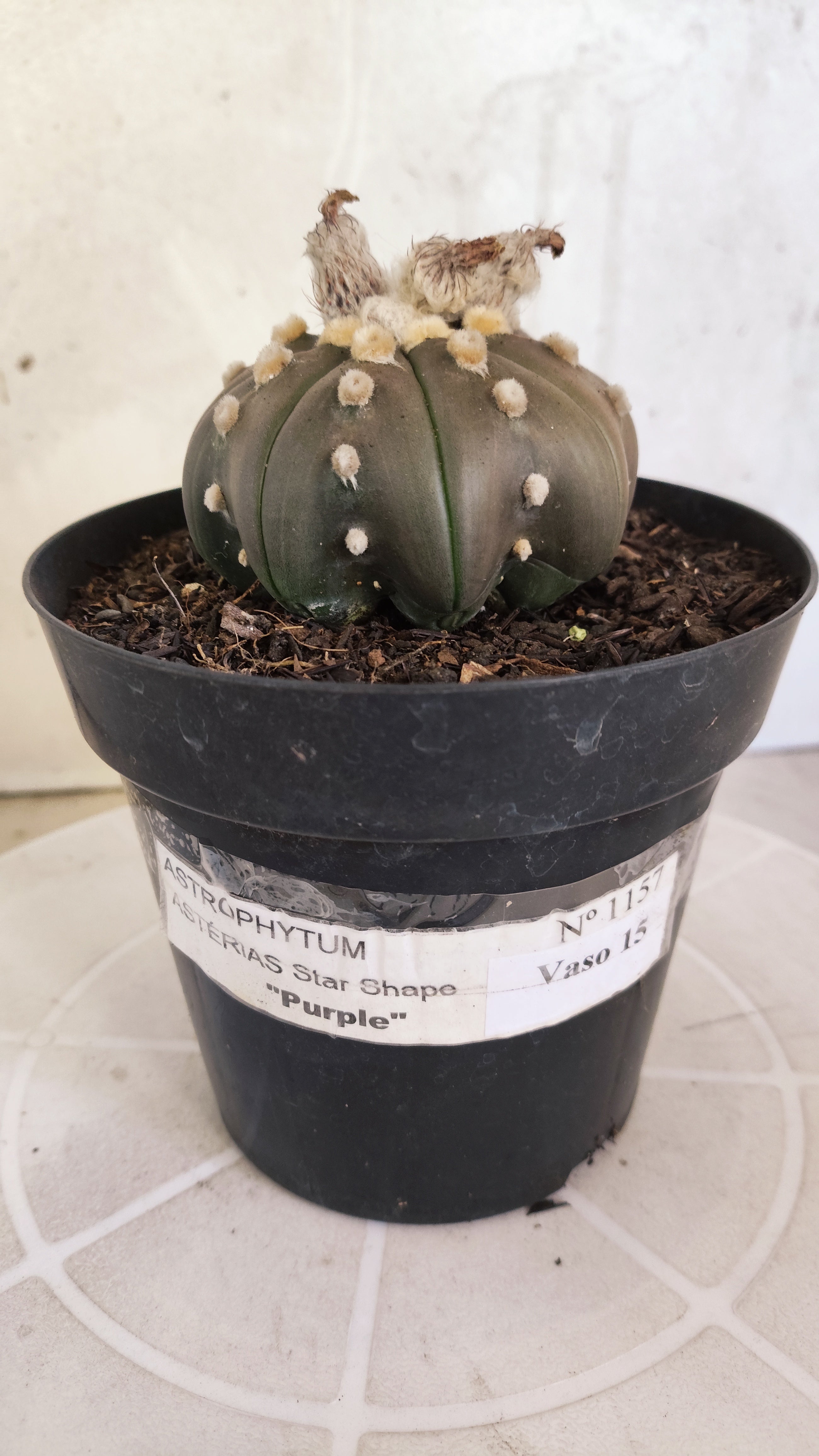 ASTROPHYTUM ASTERIAS "STAR SHAPE - PURPLE"   Nº 1157 – vaso 15