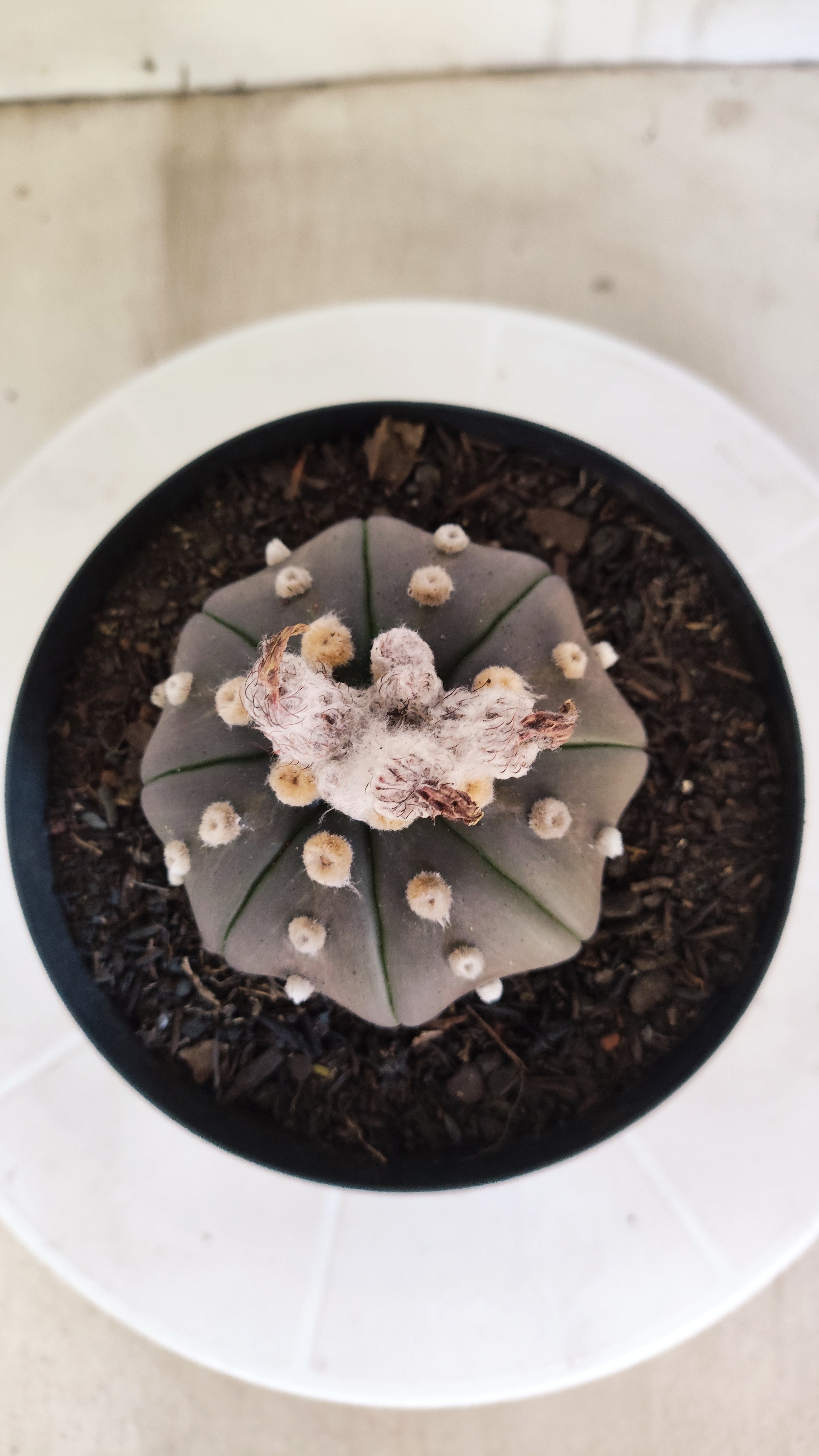 ASTROPHYTUM ASTERIAS "STAR SHAPE - PURPLE"   Nº 1157 – vaso 15