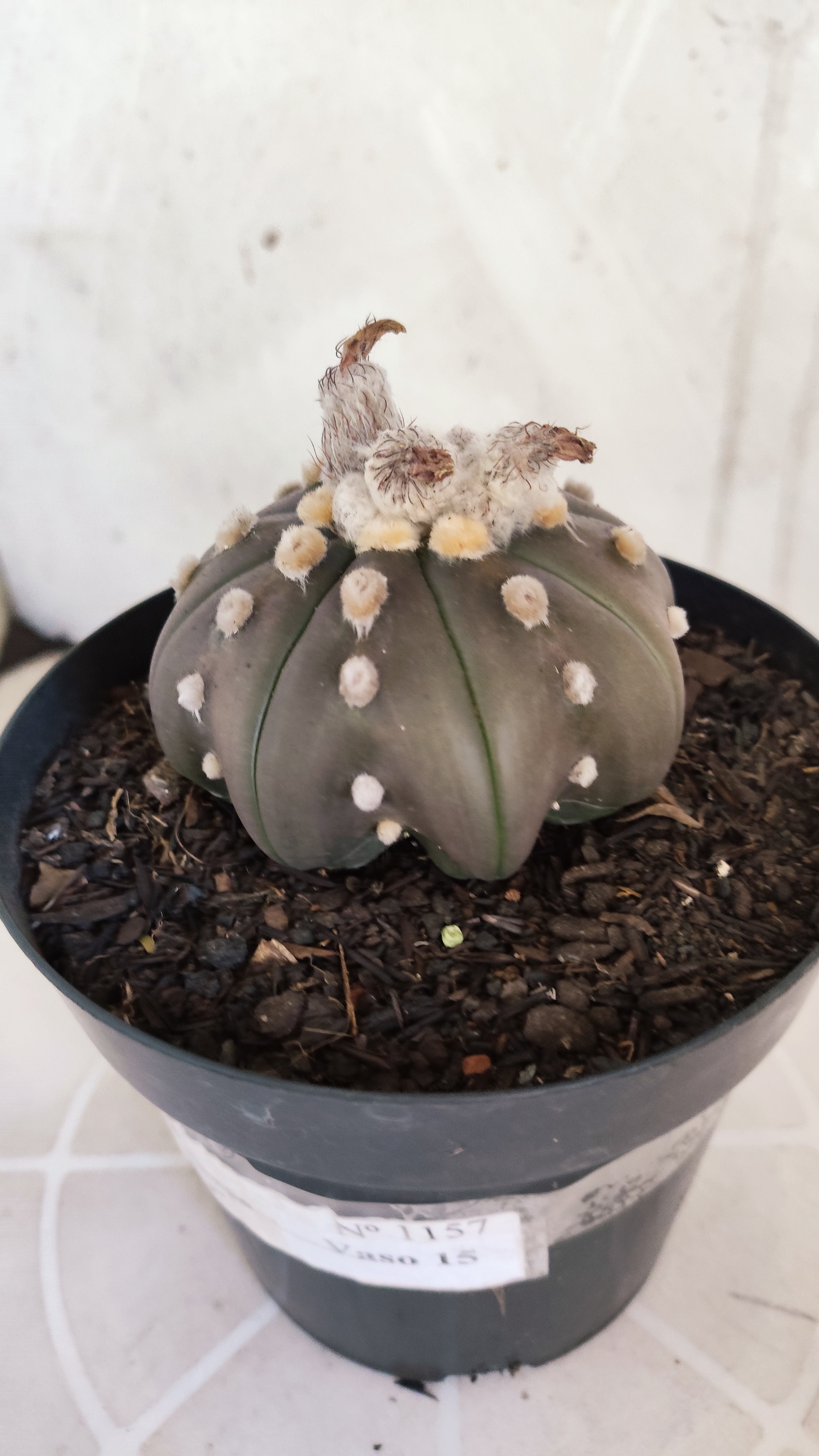 ASTROPHYTUM ASTERIAS "STAR SHAPE - PURPLE"   Nº 1157 – vaso 15