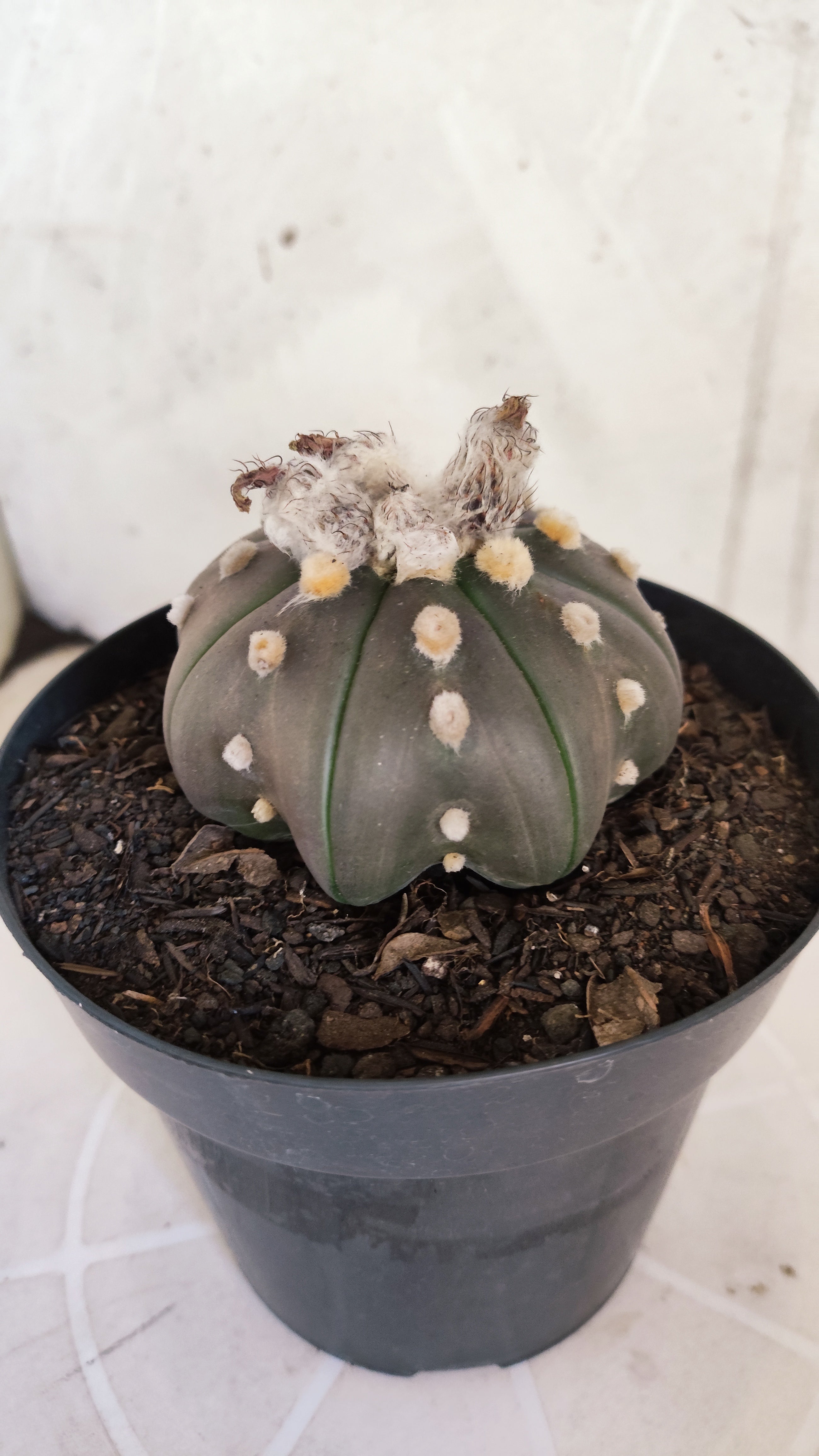 ASTROPHYTUM ASTERIAS "STAR SHAPE - PURPLE"   Nº 1157 – vaso 15