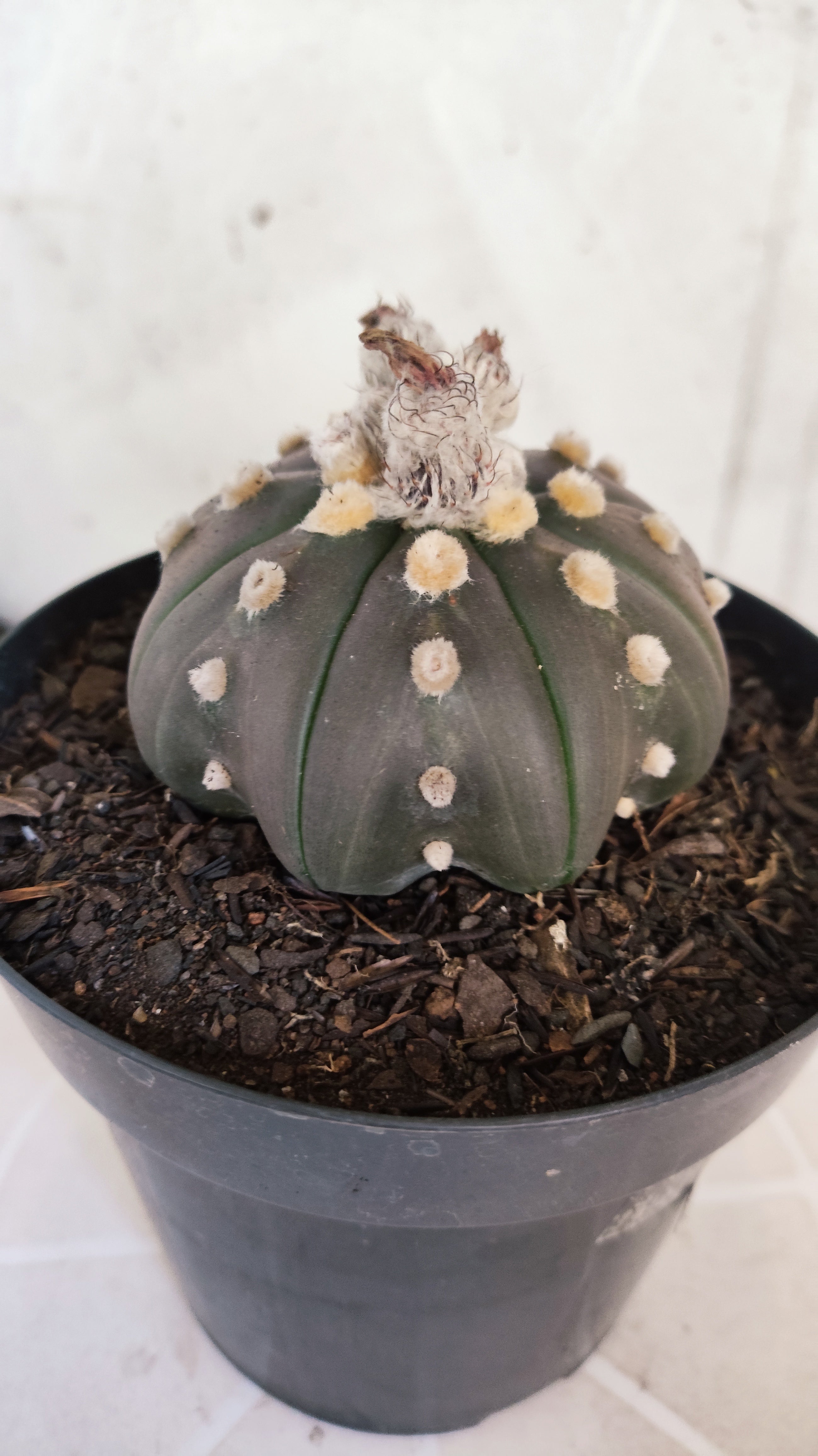 ASTROPHYTUM ASTERIAS "STAR SHAPE - PURPLE"   Nº 1157 – vaso 15