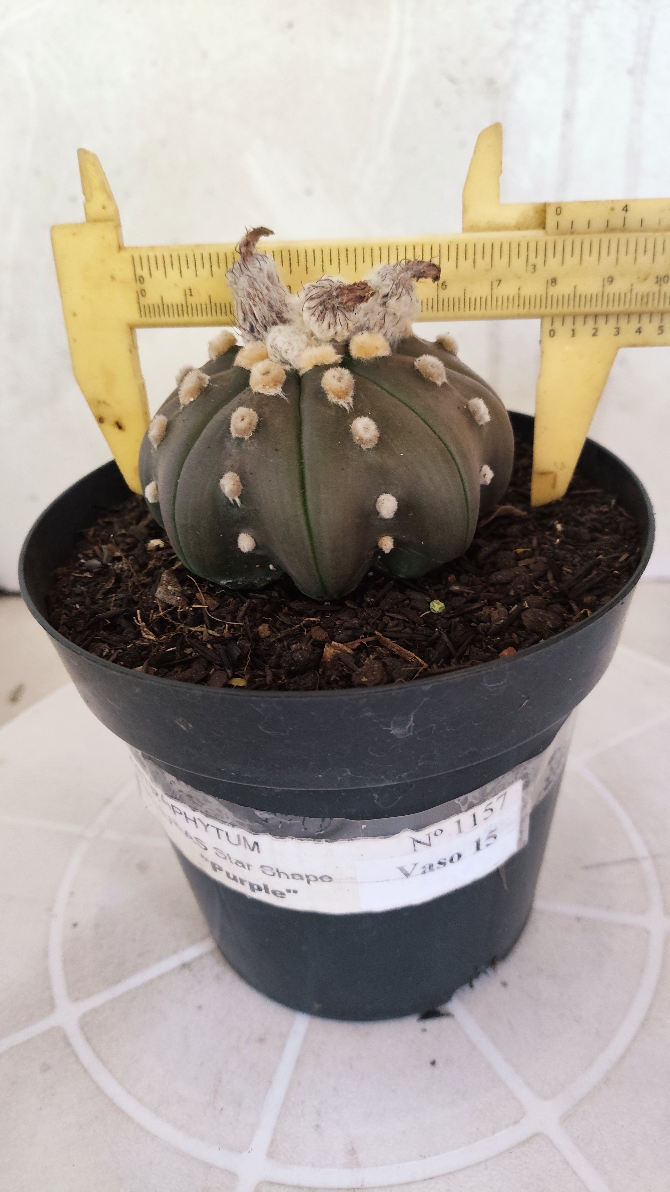 ASTROPHYTUM ASTERIAS "STAR SHAPE - PURPLE"   Nº 1157 – vaso 15