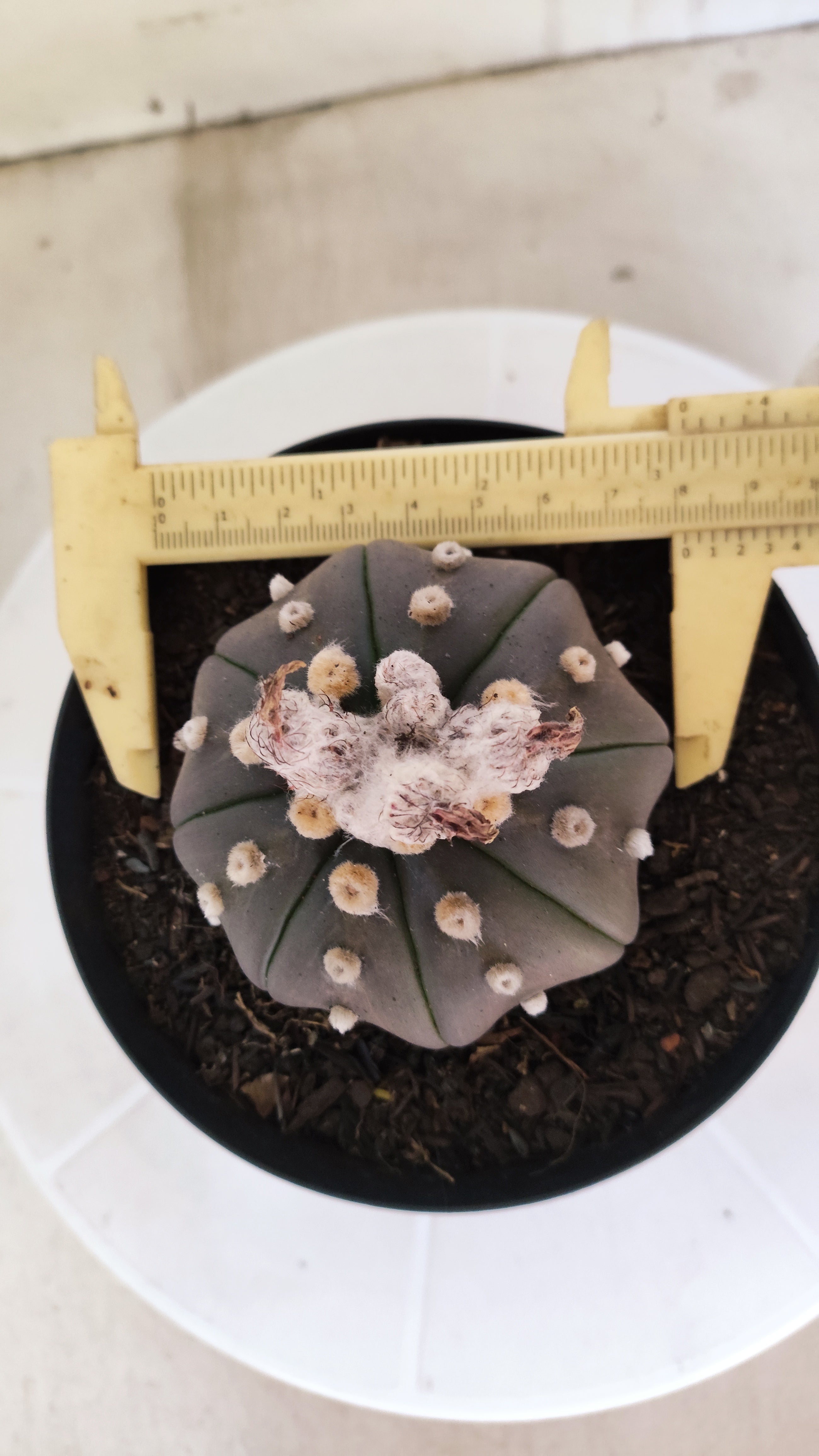 ASTROPHYTUM ASTERIAS "STAR SHAPE - PURPLE"   Nº 1157 – vaso 15