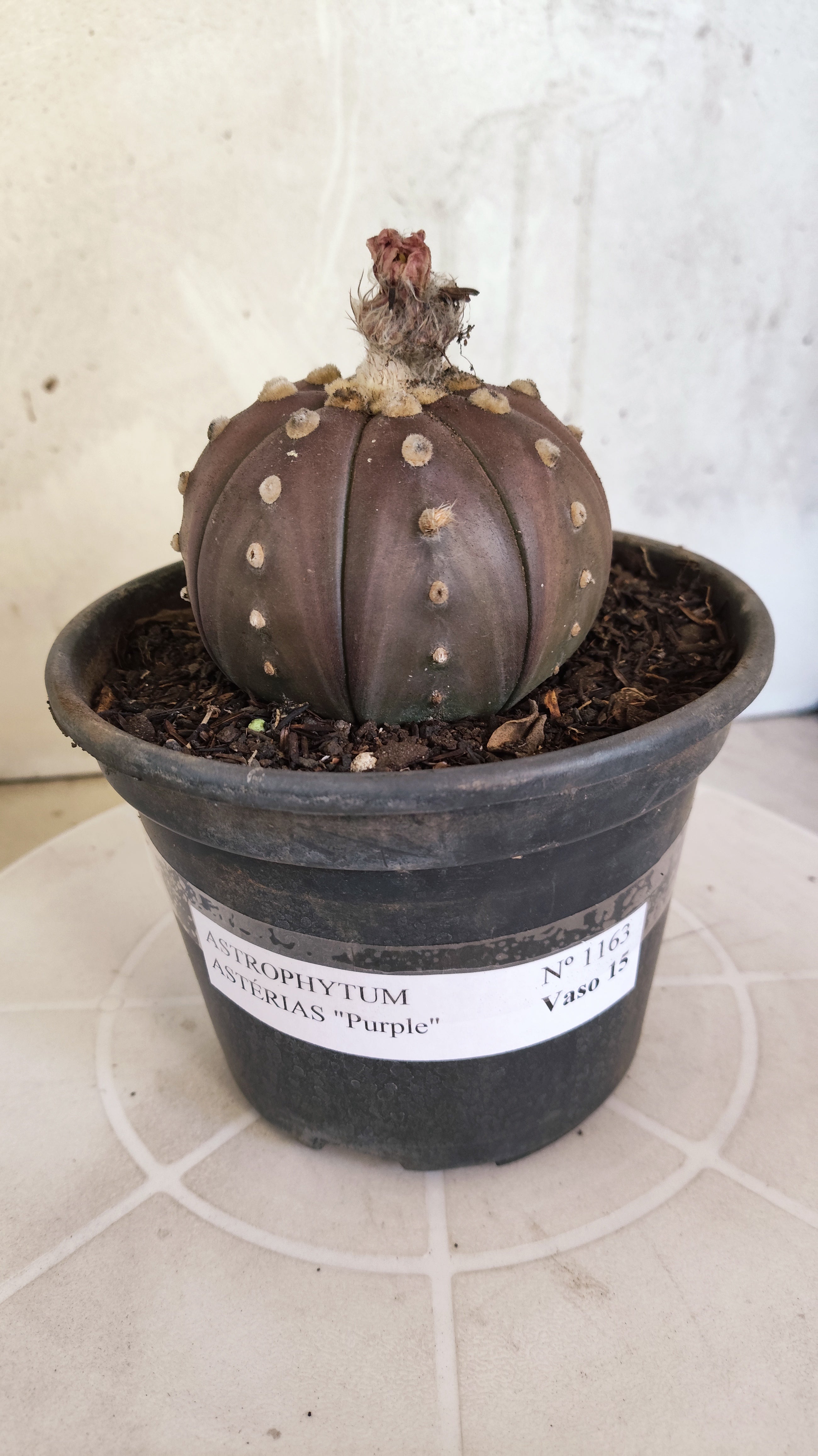 ASTROPHYTUM ASTERIAS “Purple”  Nº 1163 – vaso 15