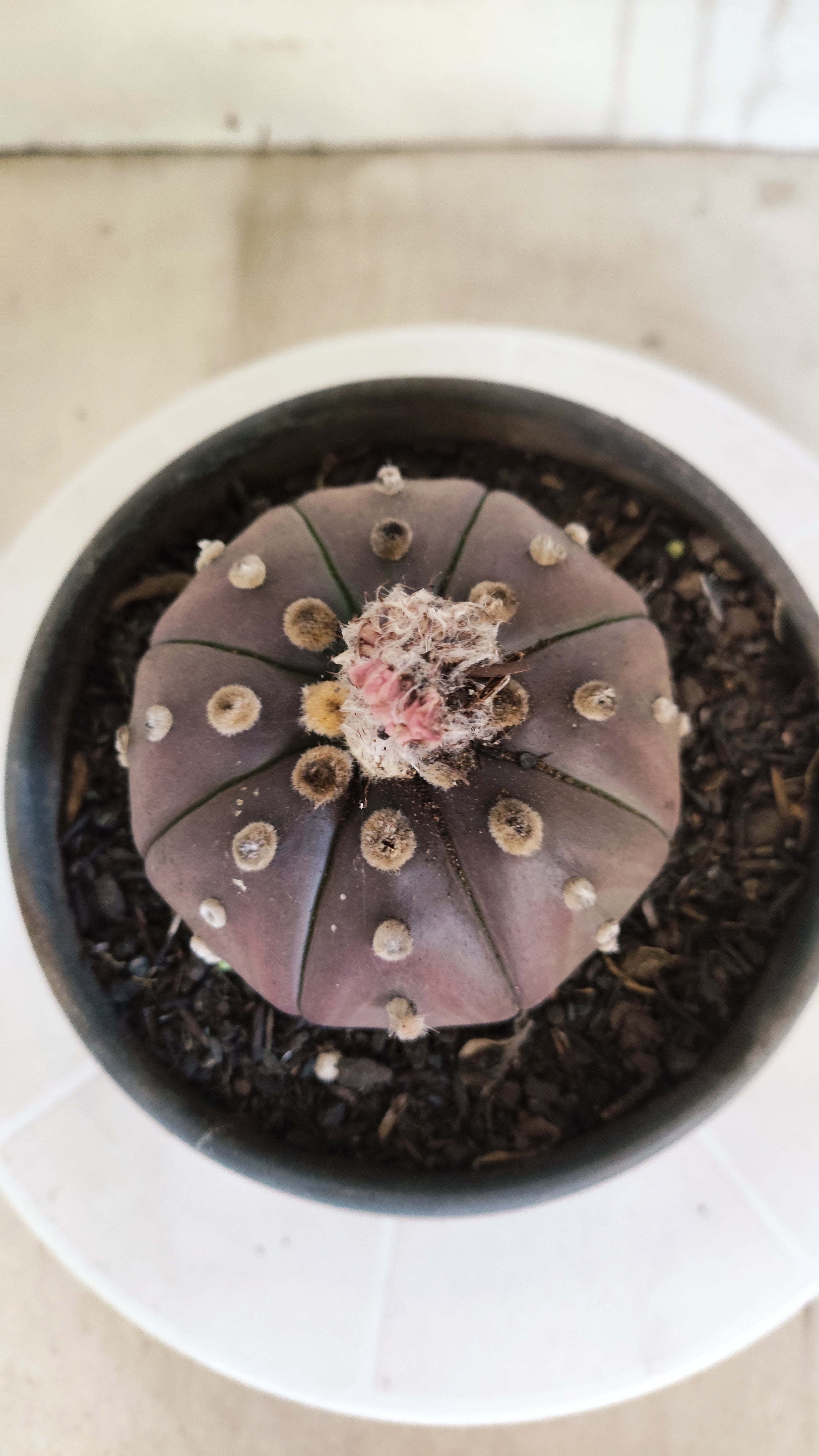 ASTROPHYTUM ASTERIAS “Purple”  Nº 1163 – vaso 15