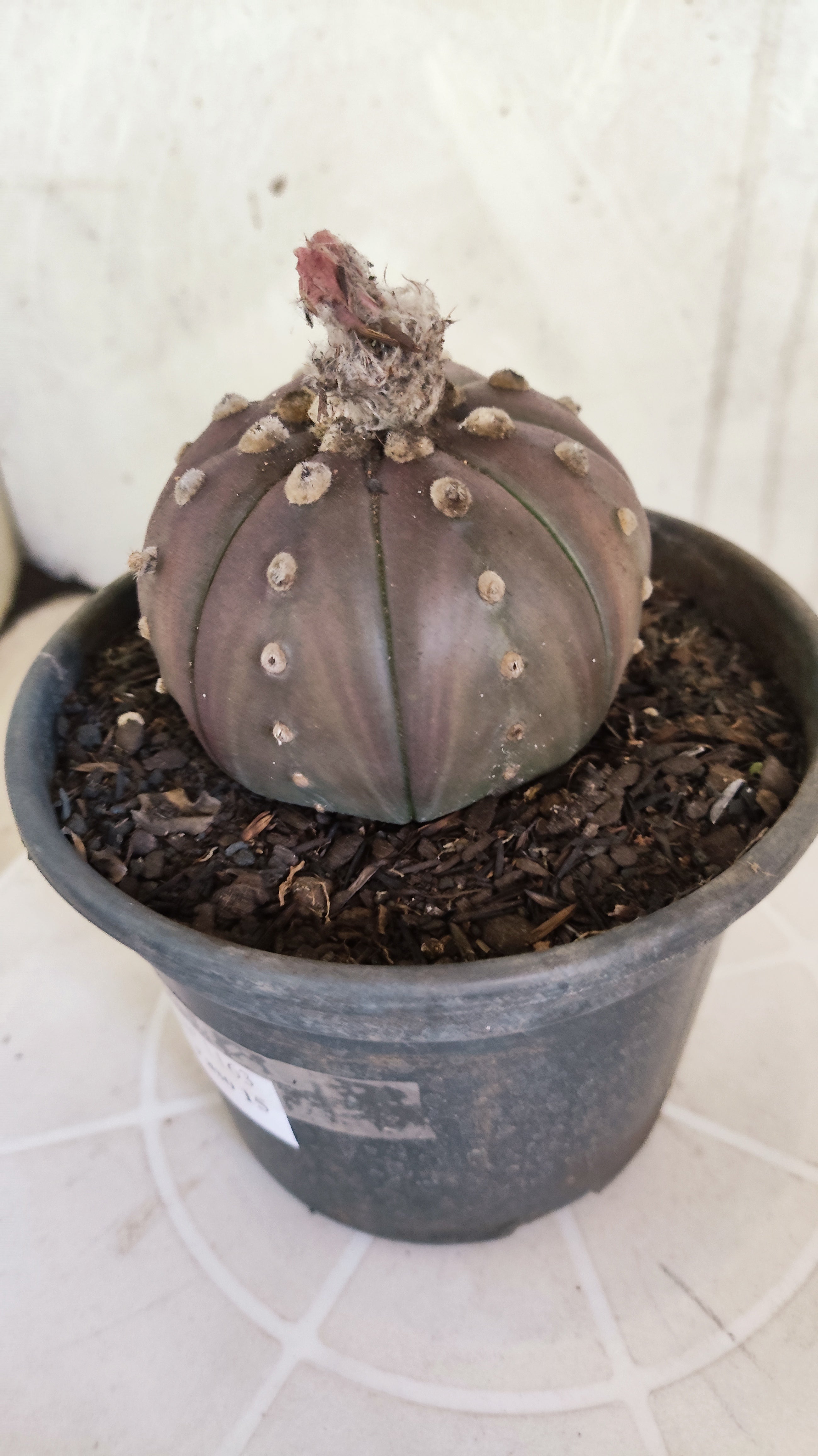 ASTROPHYTUM ASTERIAS “Purple”  Nº 1163 – vaso 15
