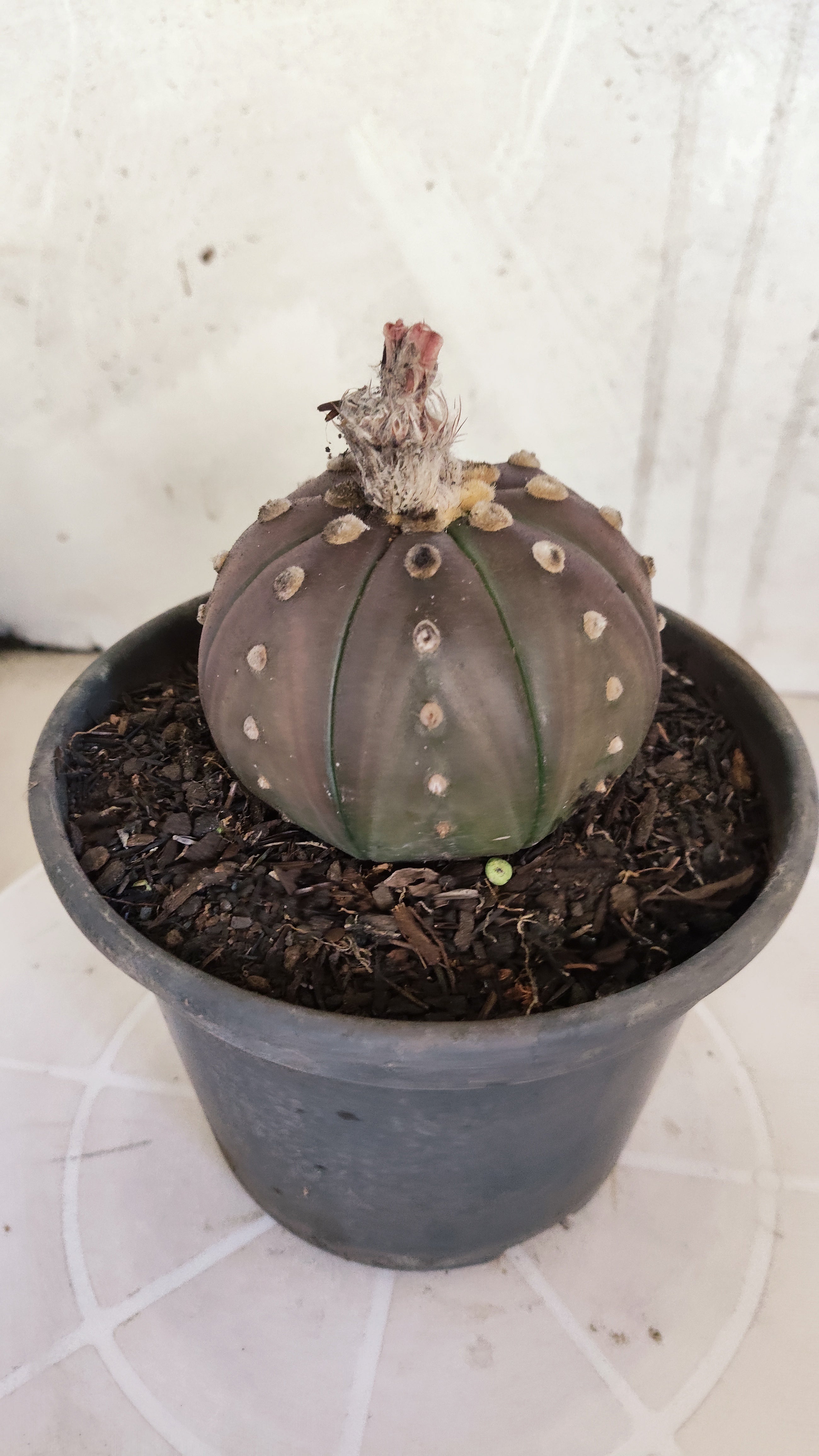 ASTROPHYTUM ASTERIAS “Purple”  Nº 1163 – vaso 15