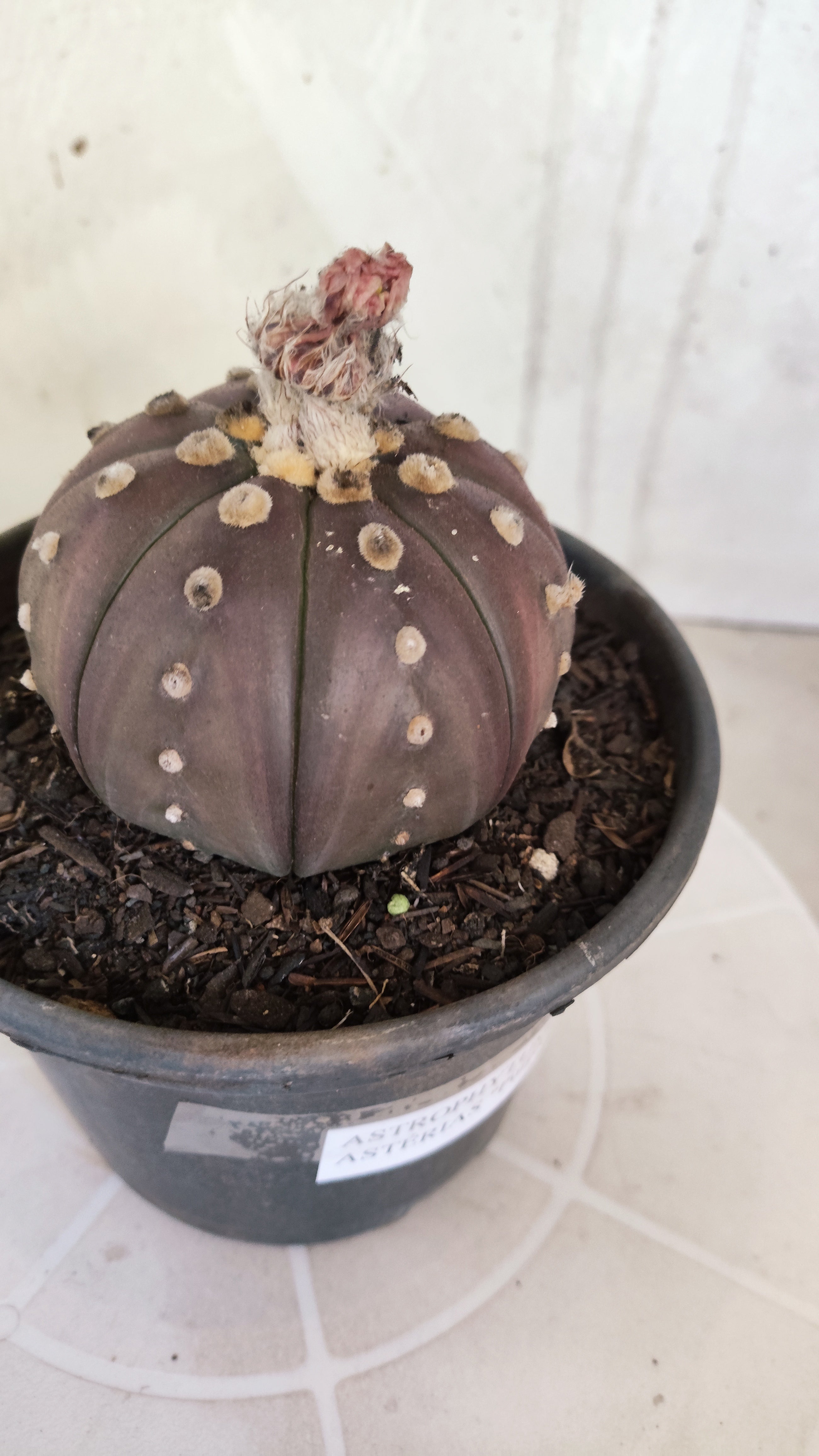 ASTROPHYTUM ASTERIAS “Purple”  Nº 1163 – vaso 15