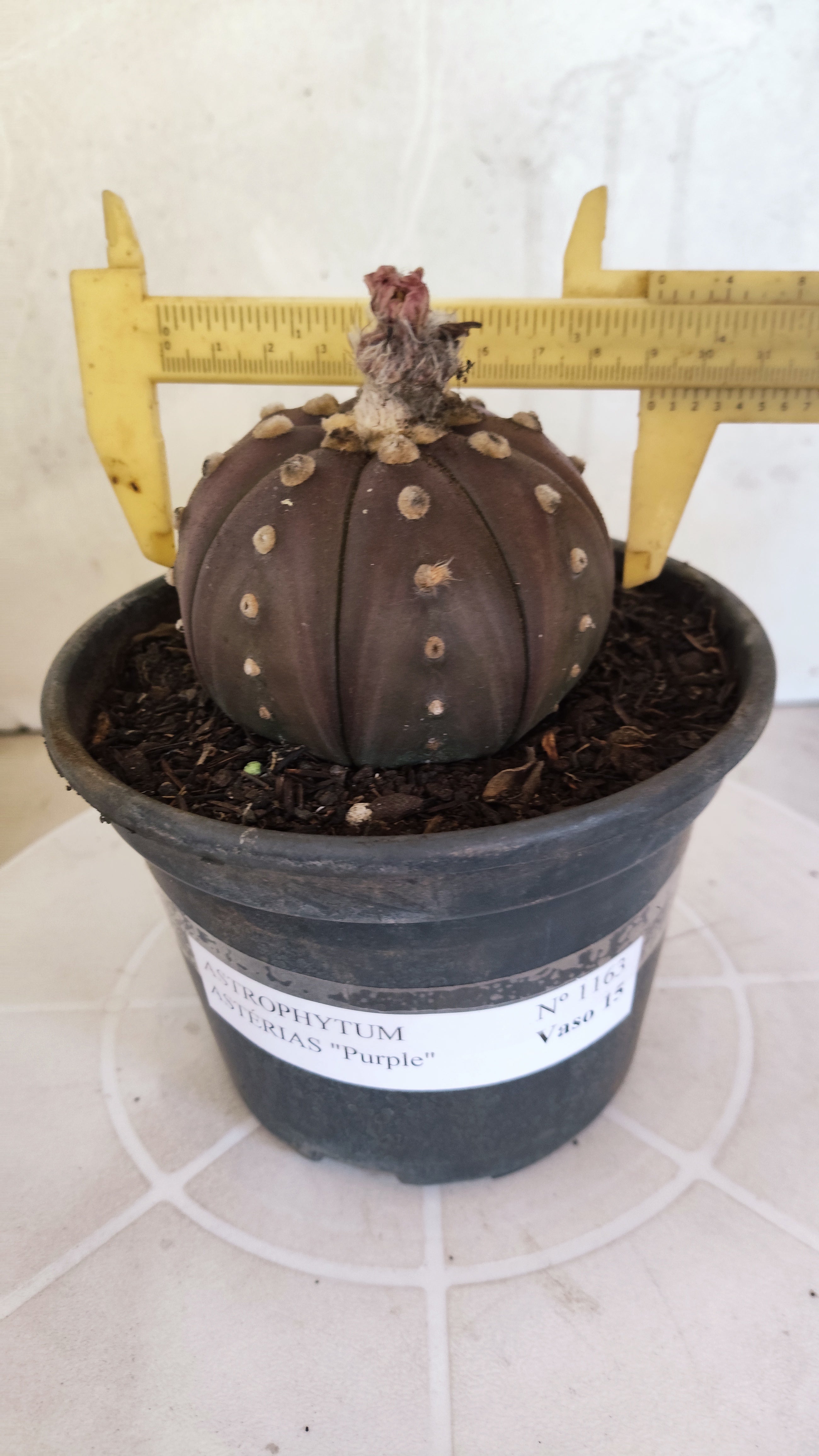 ASTROPHYTUM ASTERIAS “Purple”  Nº 1163 – vaso 15