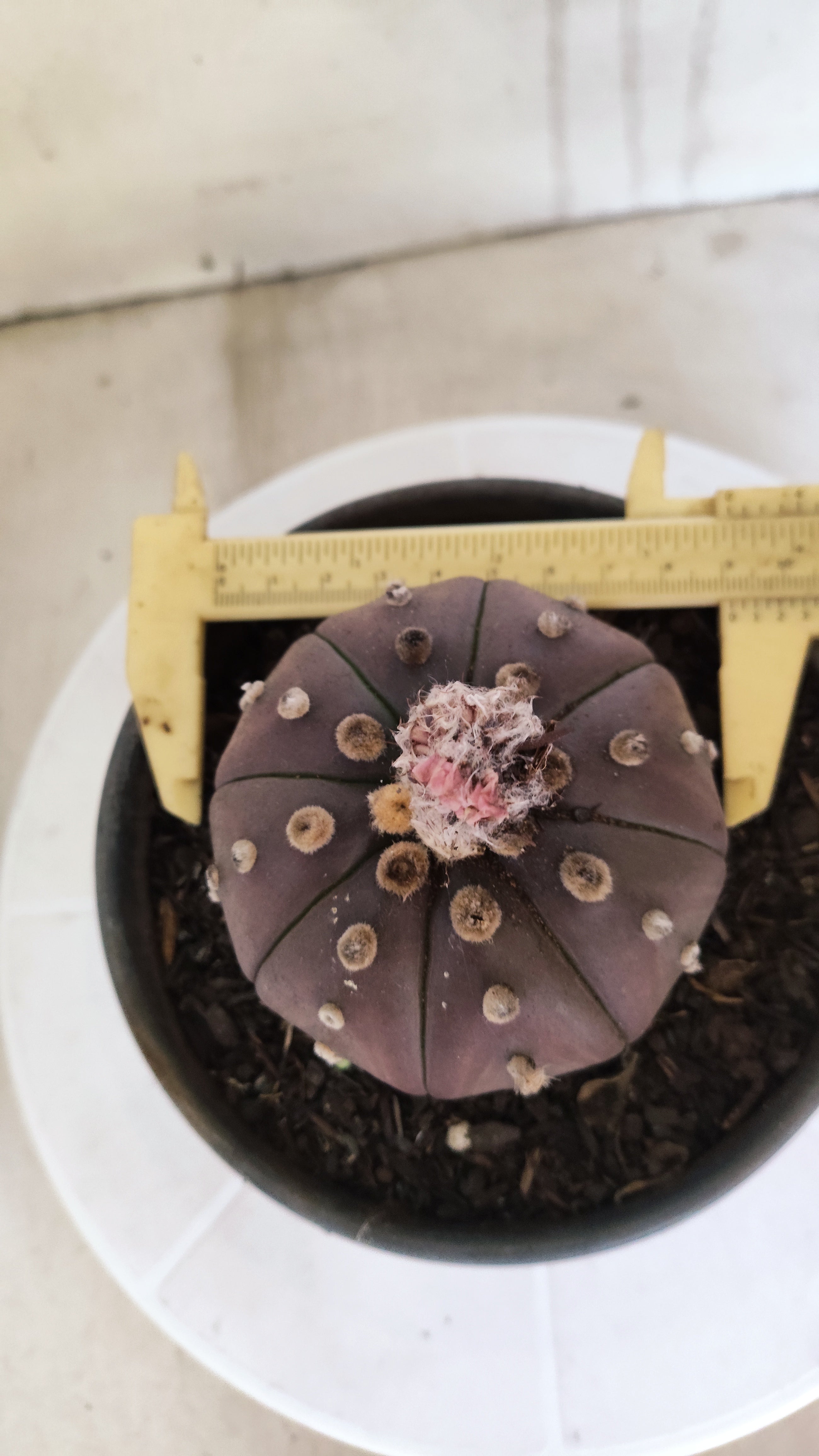 ASTROPHYTUM ASTERIAS “Purple”  Nº 1163 – vaso 15