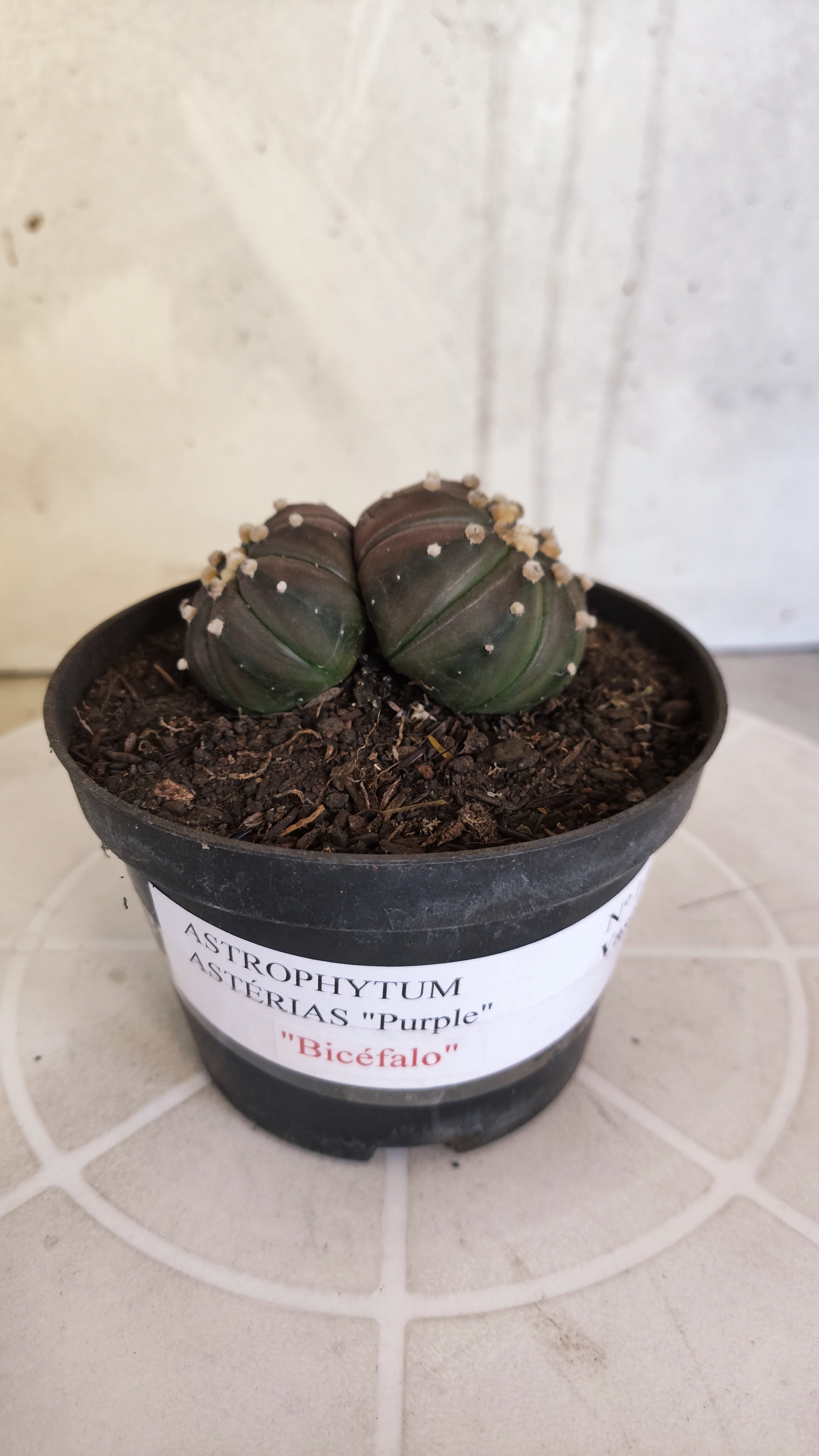 ASTROPHYTUM ASTERIAS “Purple - BUCÉFALO”  Nº 1166 – vaso 11