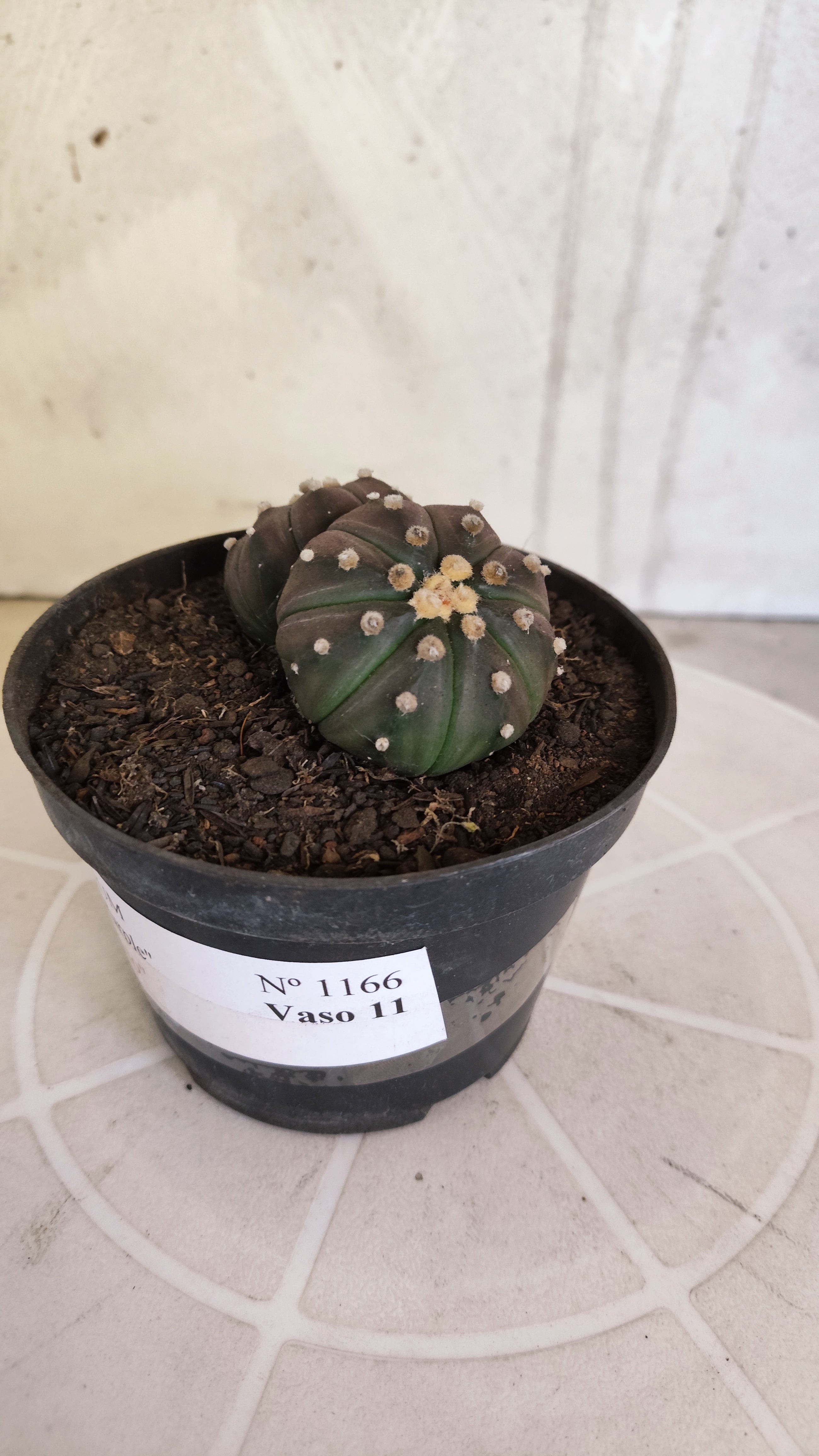 ASTROPHYTUM ASTERIAS “Purple - BUCÉFALO”  Nº 1166 – vaso 11