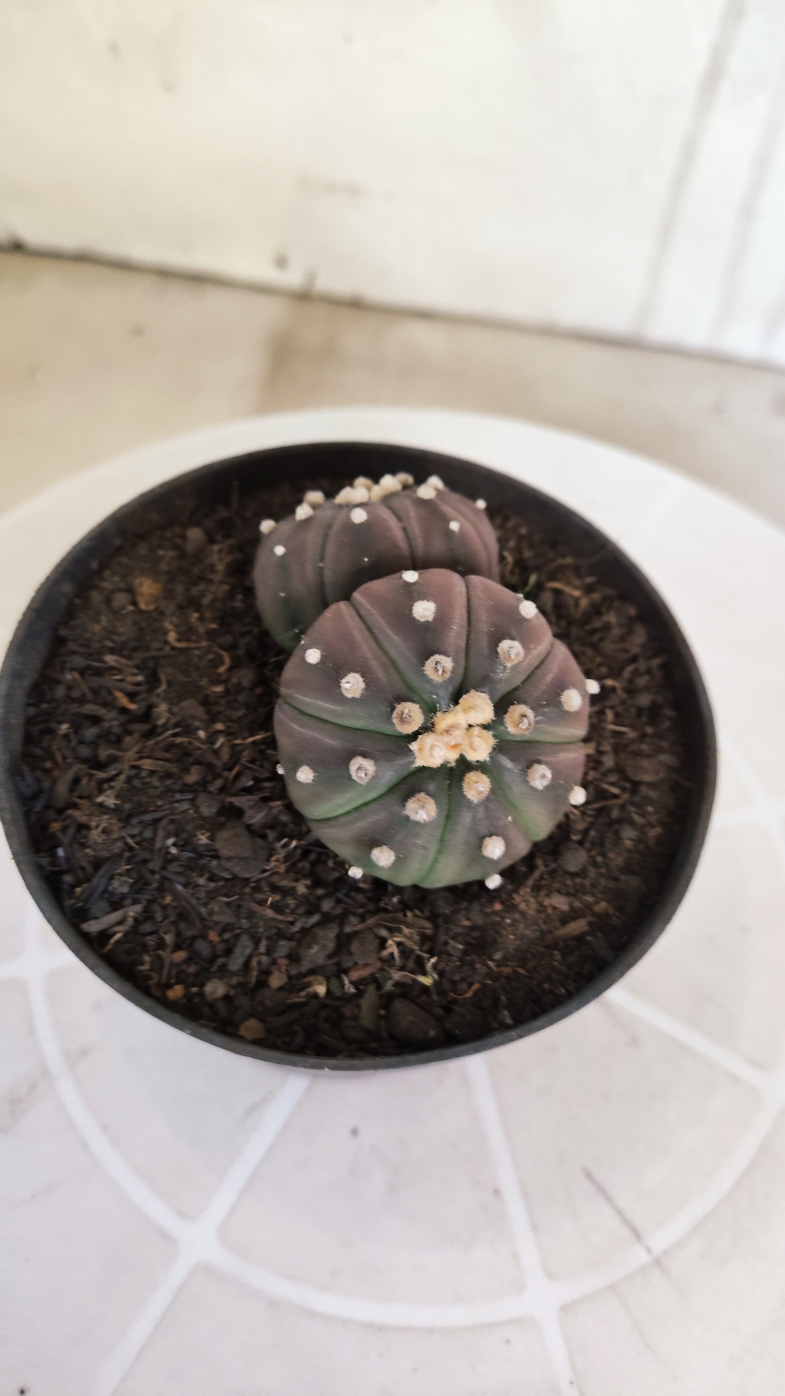 ASTROPHYTUM ASTERIAS “Purple - BUCÉFALO”  Nº 1166 – vaso 11