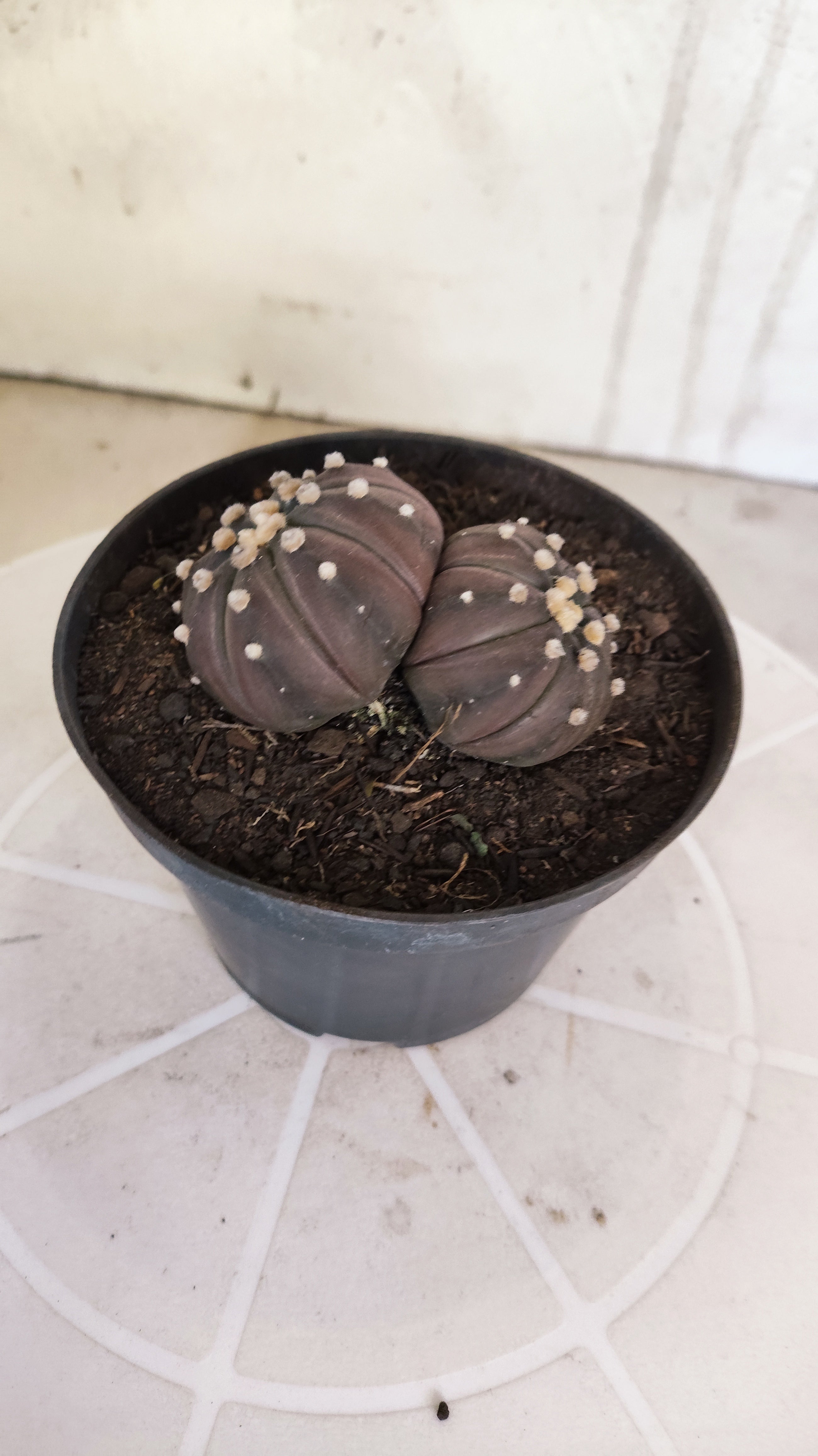 ASTROPHYTUM ASTERIAS “Purple - BUCÉFALO”  Nº 1166 – vaso 11