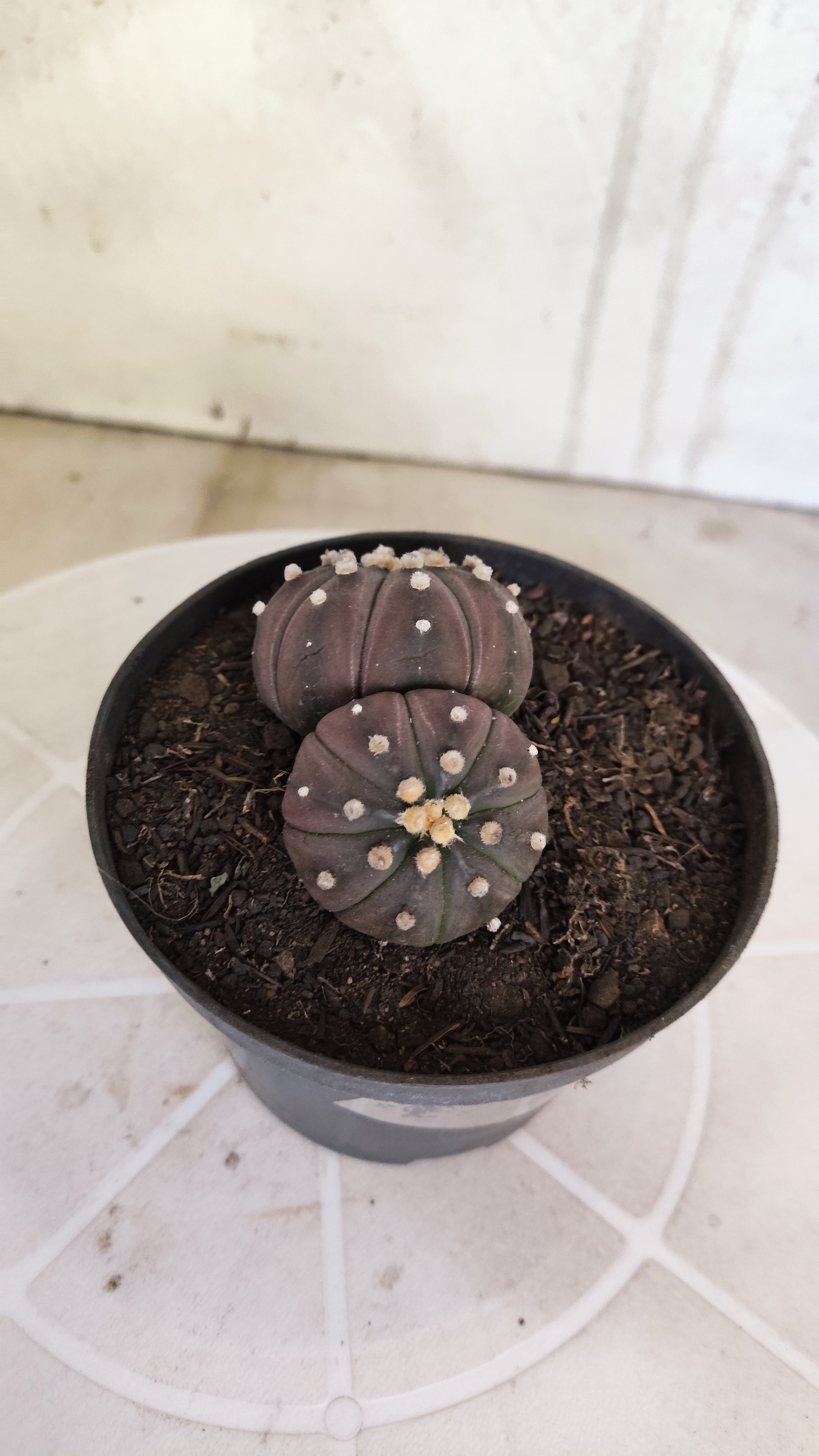 ASTROPHYTUM ASTERIAS “Purple - BUCÉFALO”  Nº 1166 – vaso 11