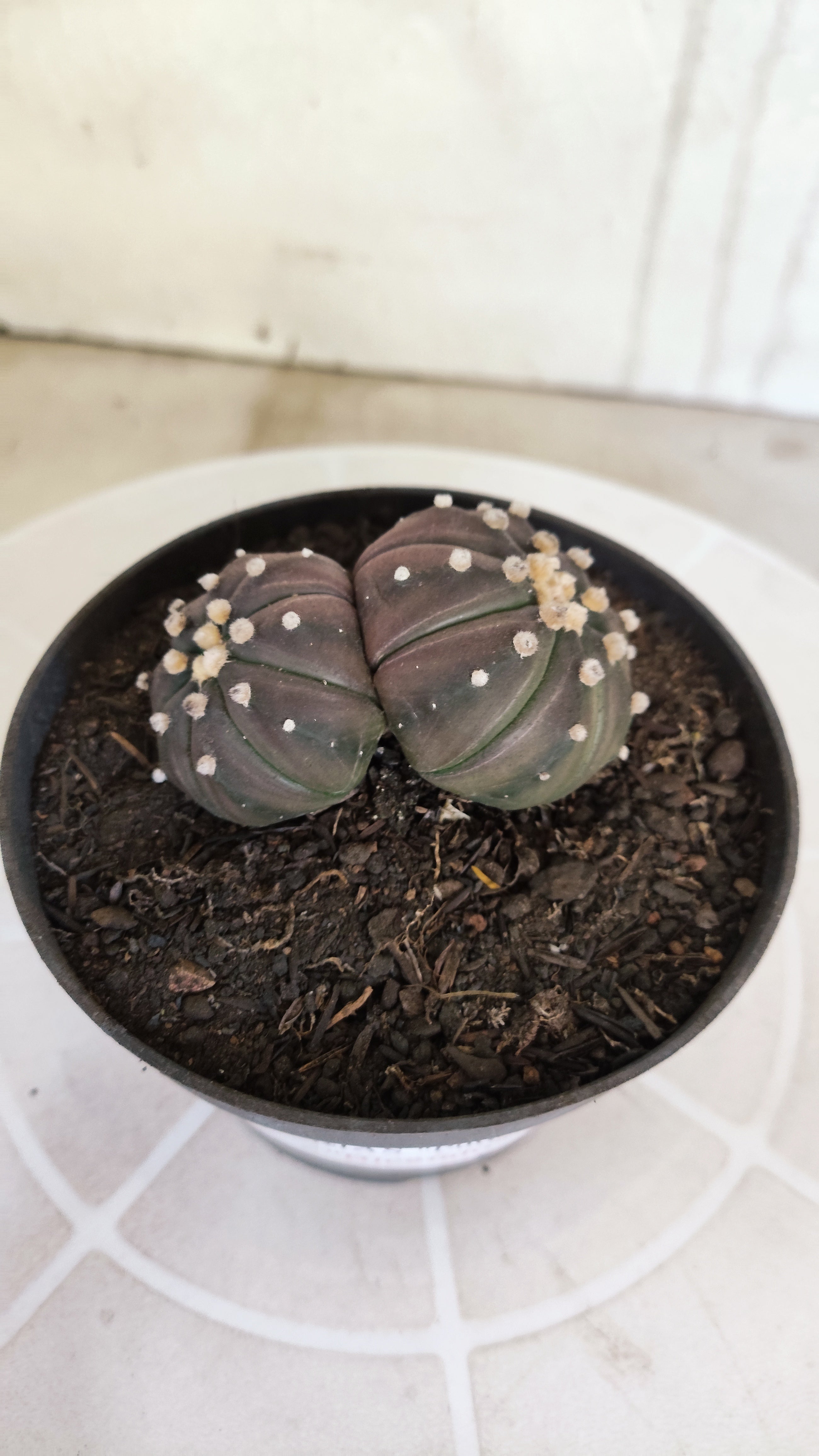 ASTROPHYTUM ASTERIAS “Purple - BUCÉFALO”  Nº 1166 – vaso 11