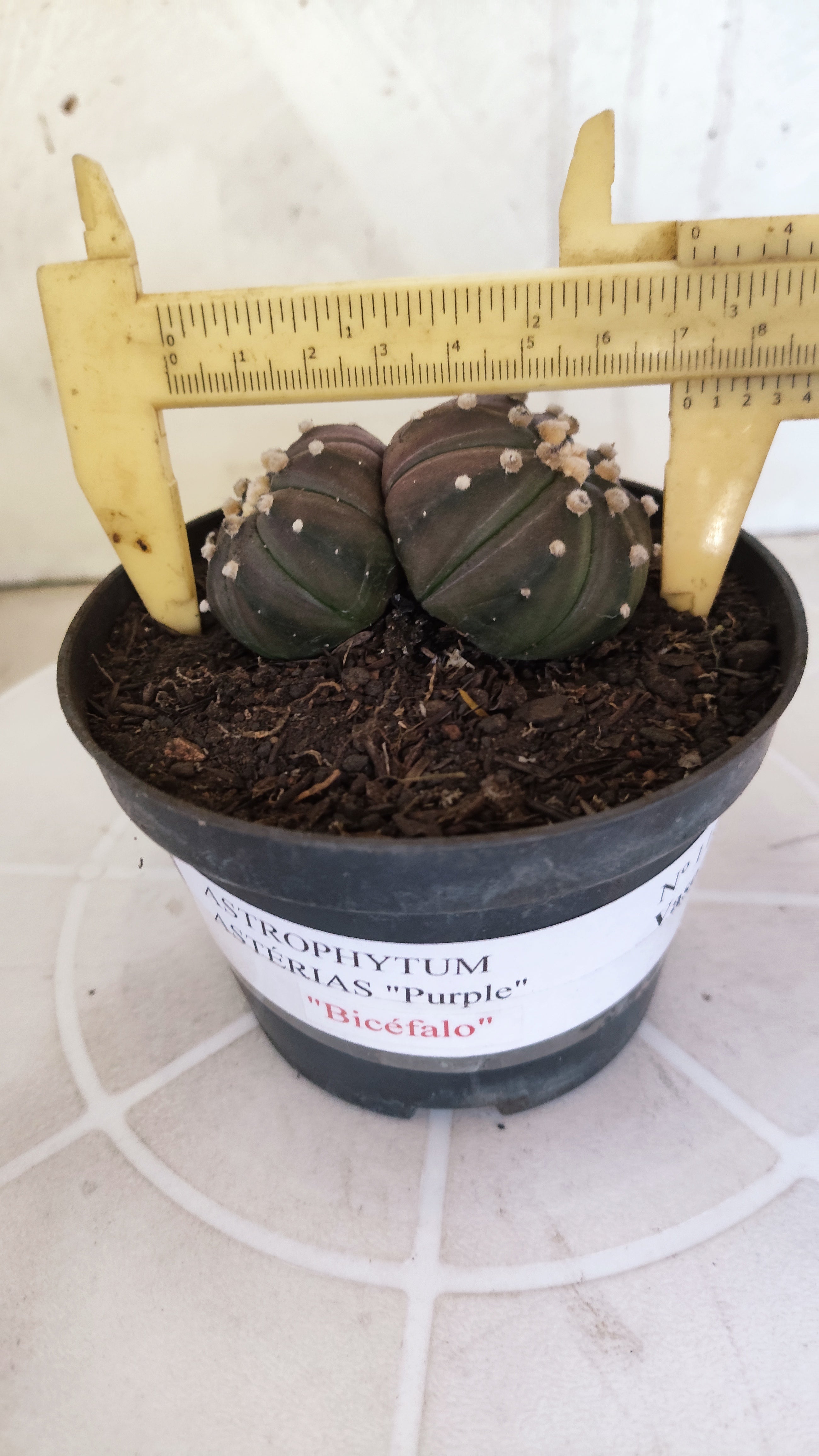 ASTROPHYTUM ASTERIAS “Purple - BUCÉFALO”  Nº 1166 – vaso 11