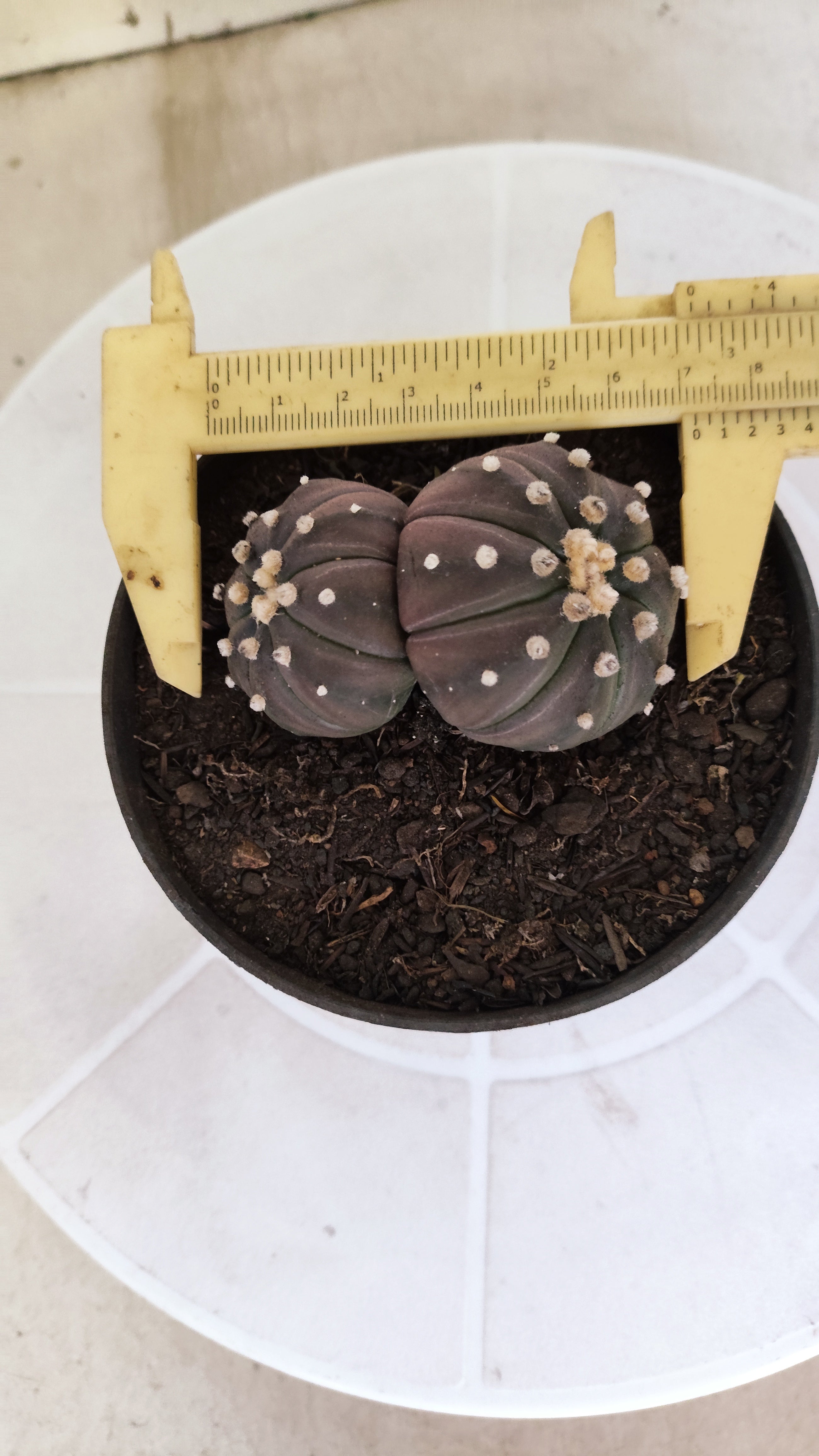 ASTROPHYTUM ASTERIAS “Purple - BUCÉFALO”  Nº 1166 – vaso 11