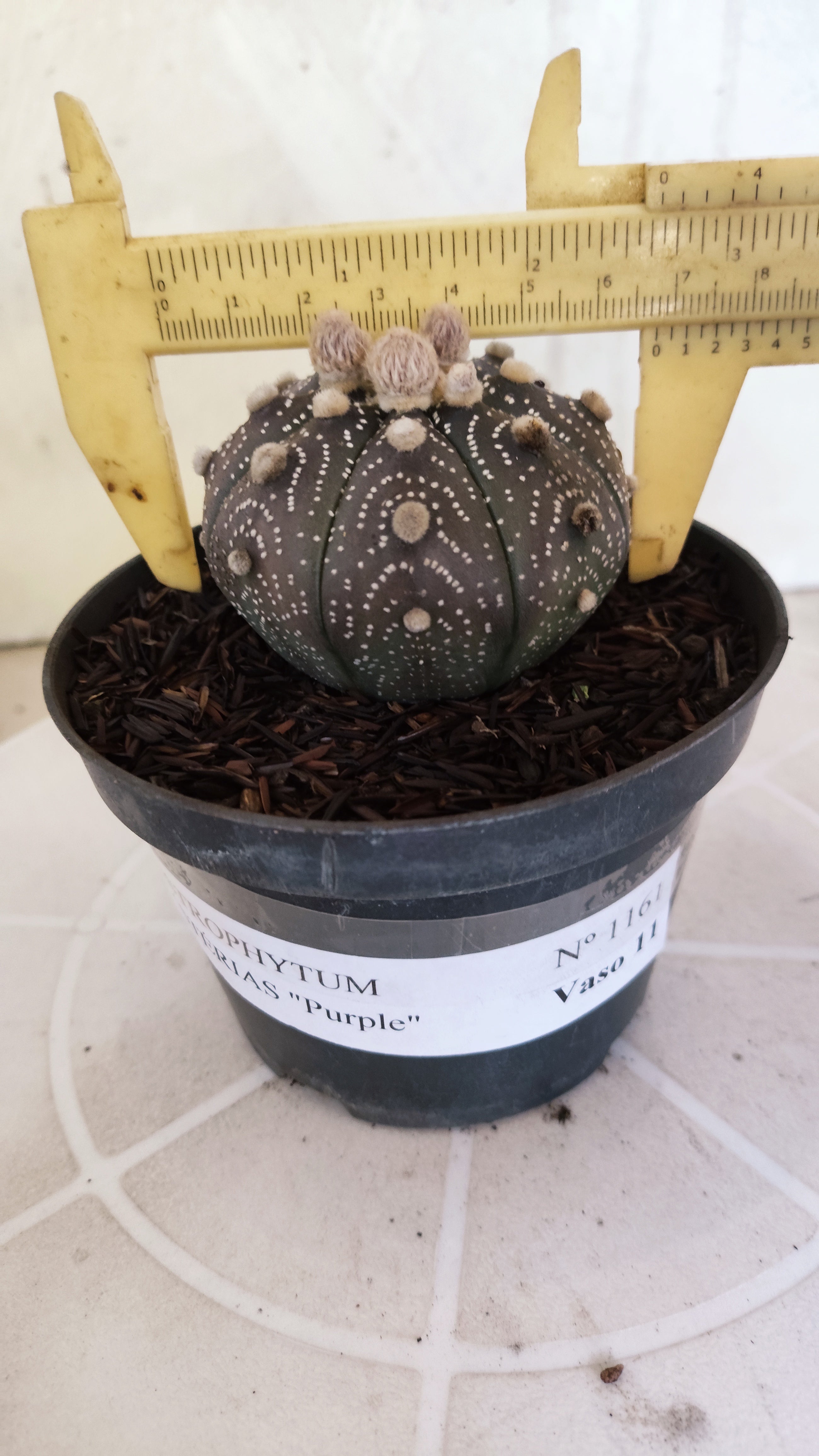 ASTROPHYTUM ASTERIAS “Purple”  Nº 1161 – vaso 11