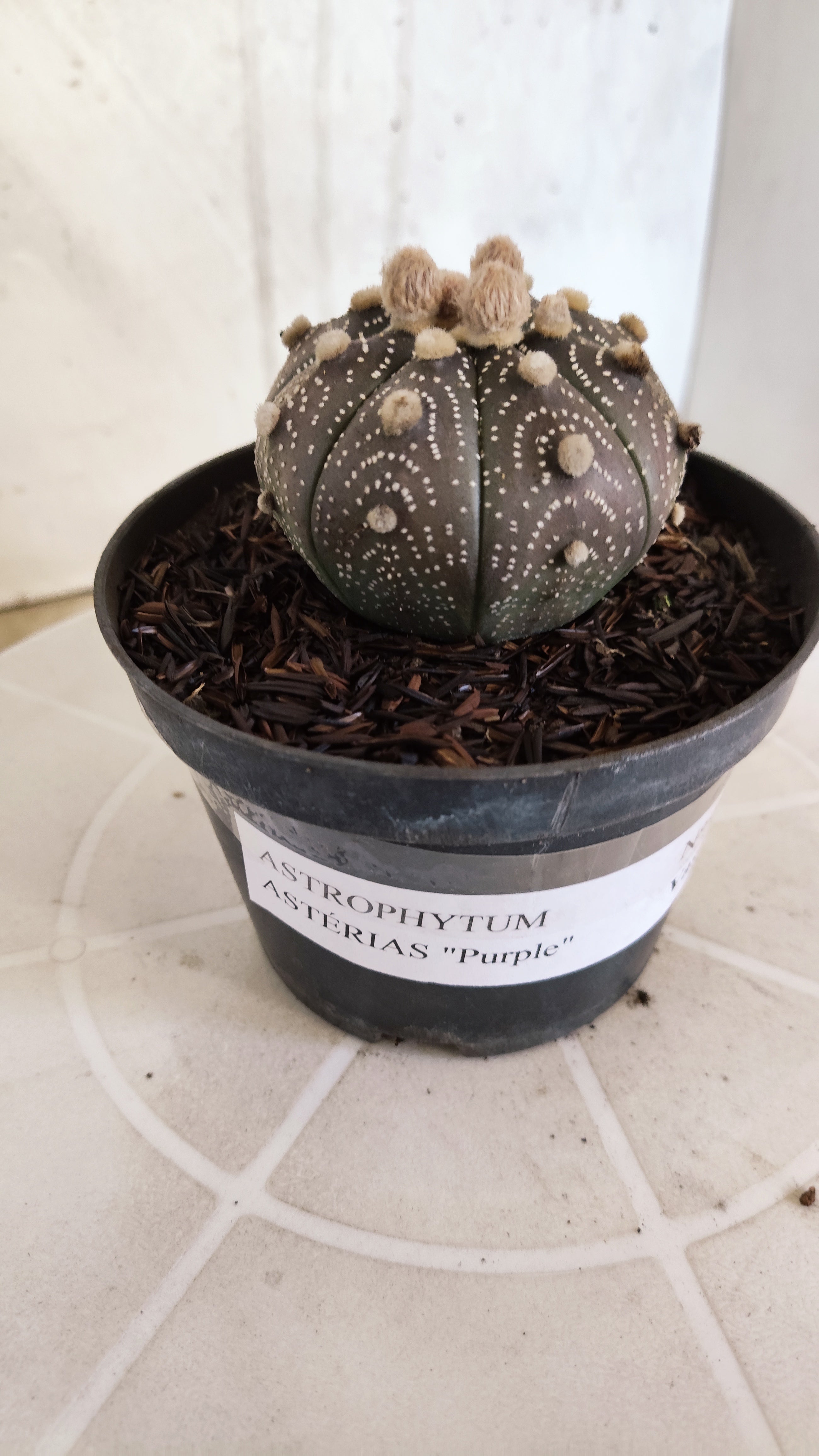 ASTROPHYTUM ASTERIAS “Purple”  Nº 1161 – vaso 11