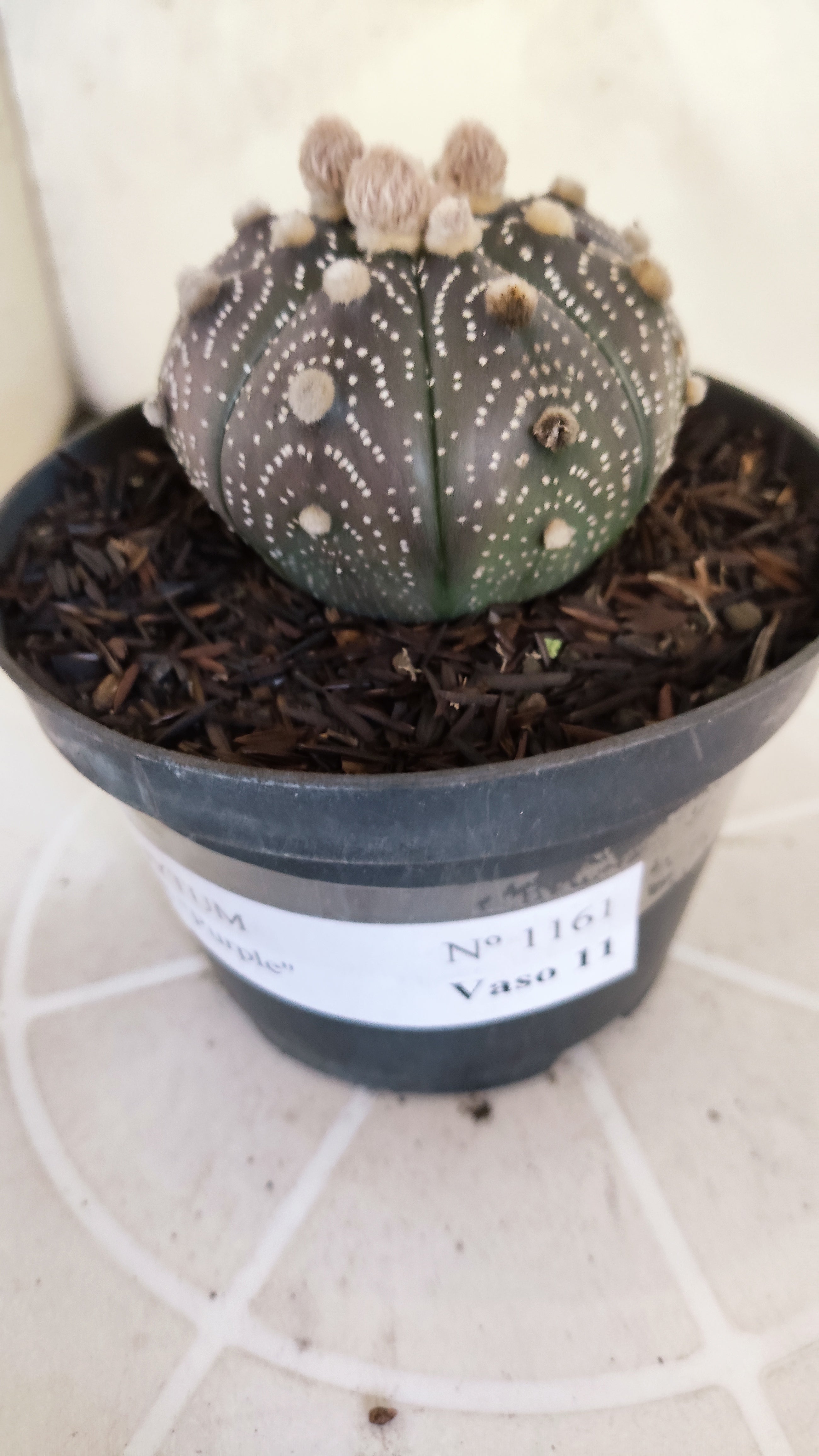 ASTROPHYTUM ASTERIAS “Purple”  Nº 1161 – vaso 11
