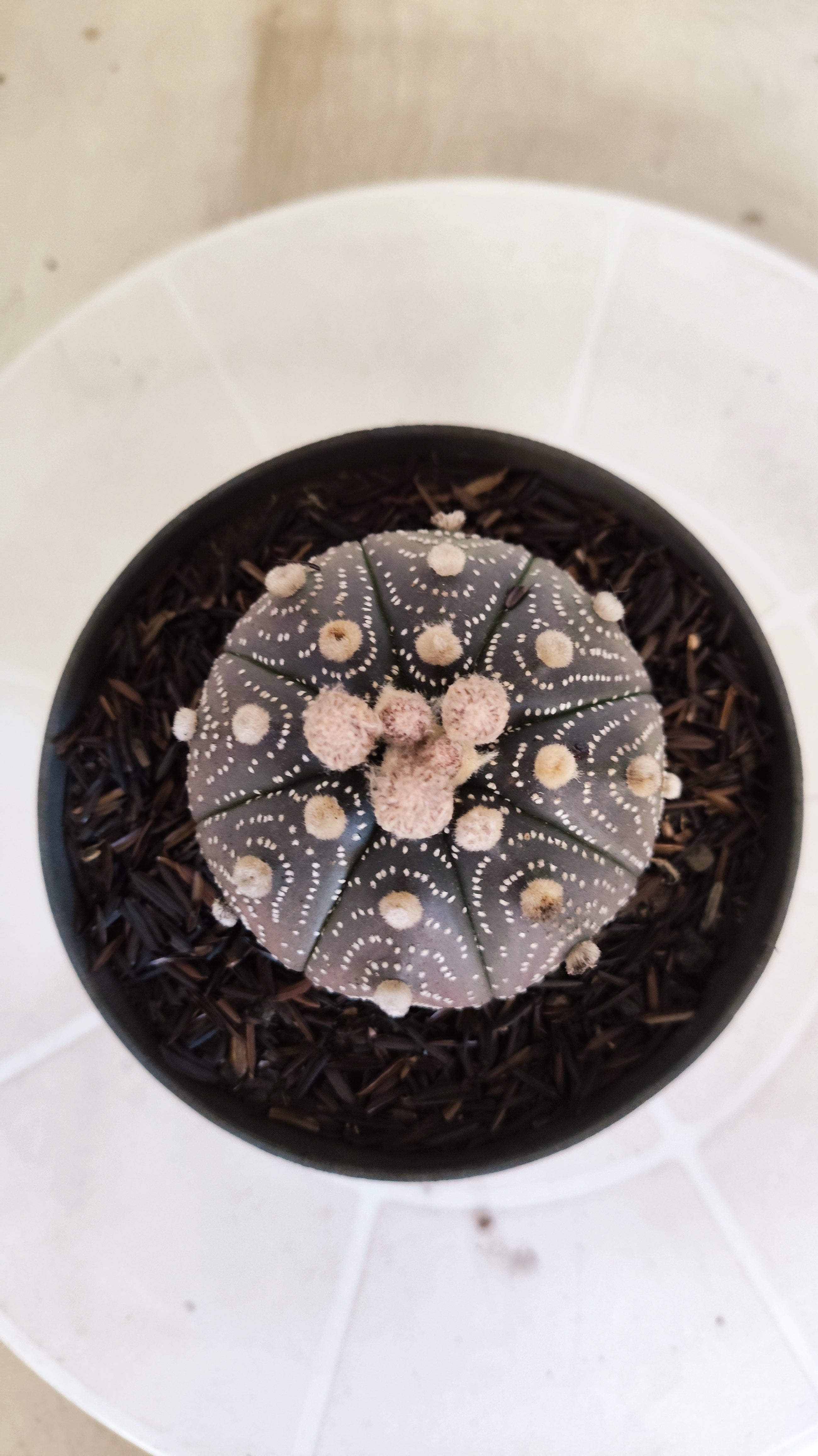 ASTROPHYTUM ASTERIAS “Purple”  Nº 1161 – vaso 11