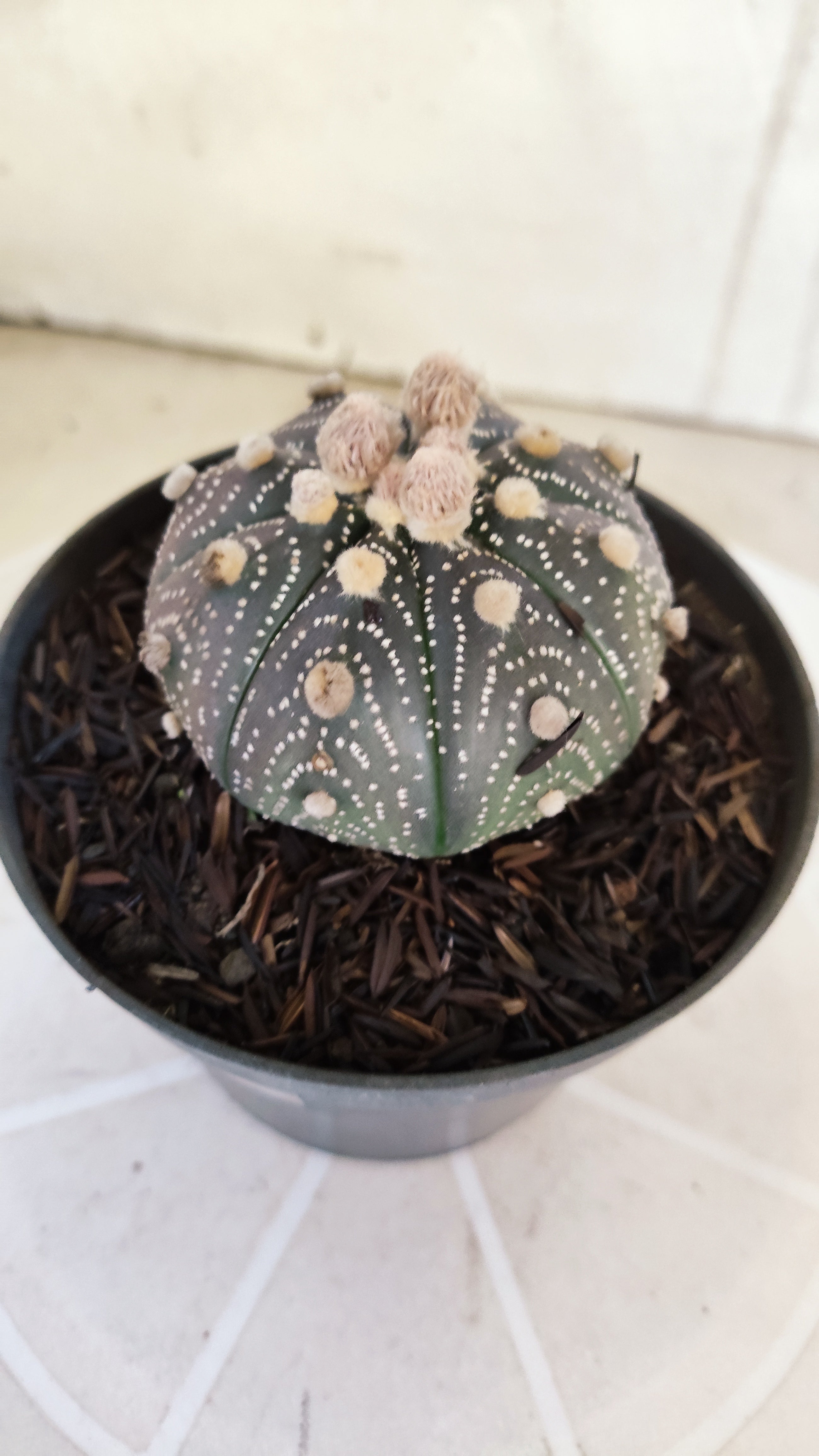 ASTROPHYTUM ASTERIAS “Purple”  Nº 1161 – vaso 11