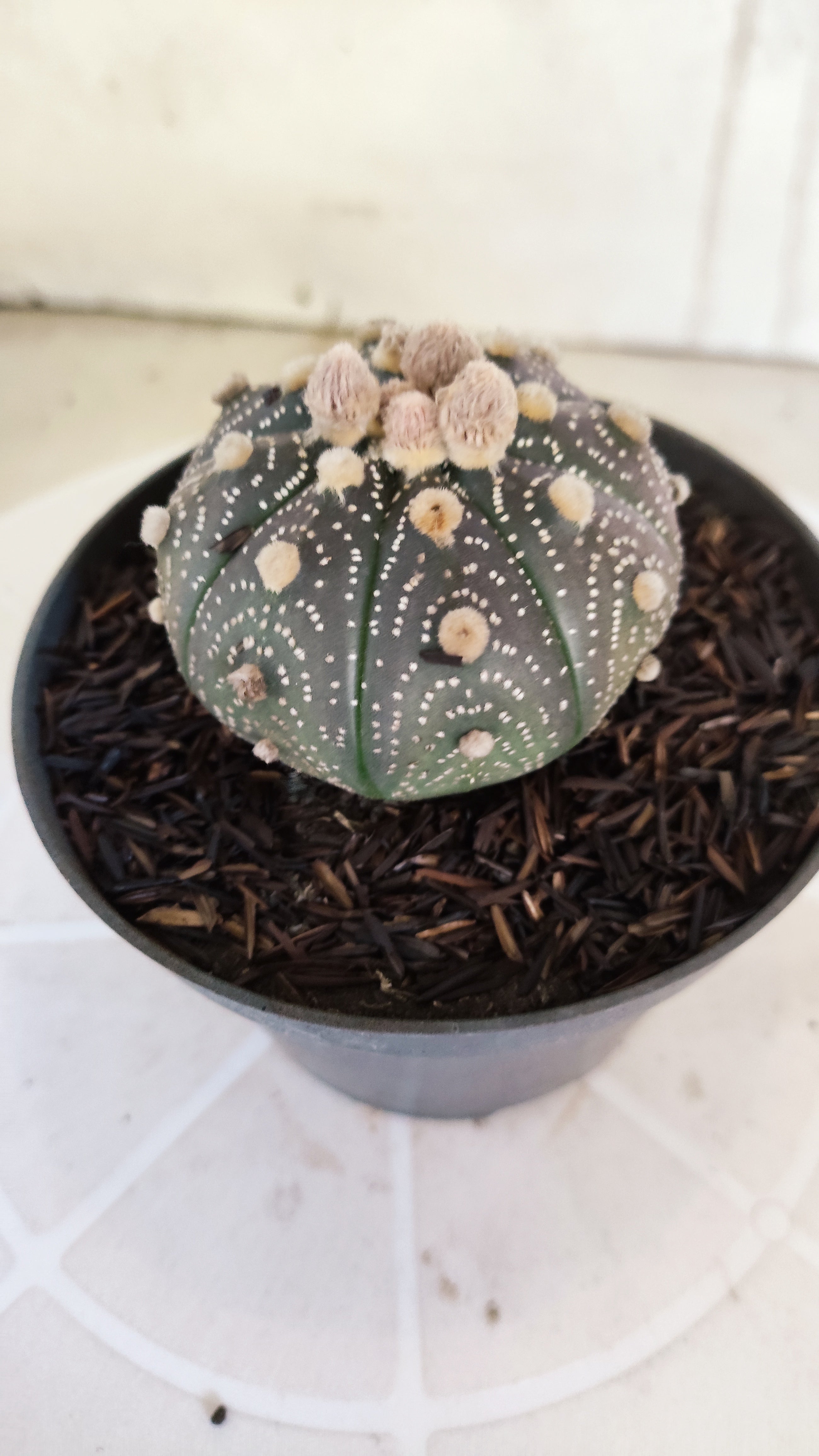 ASTROPHYTUM ASTERIAS “Purple”  Nº 1161 – vaso 11