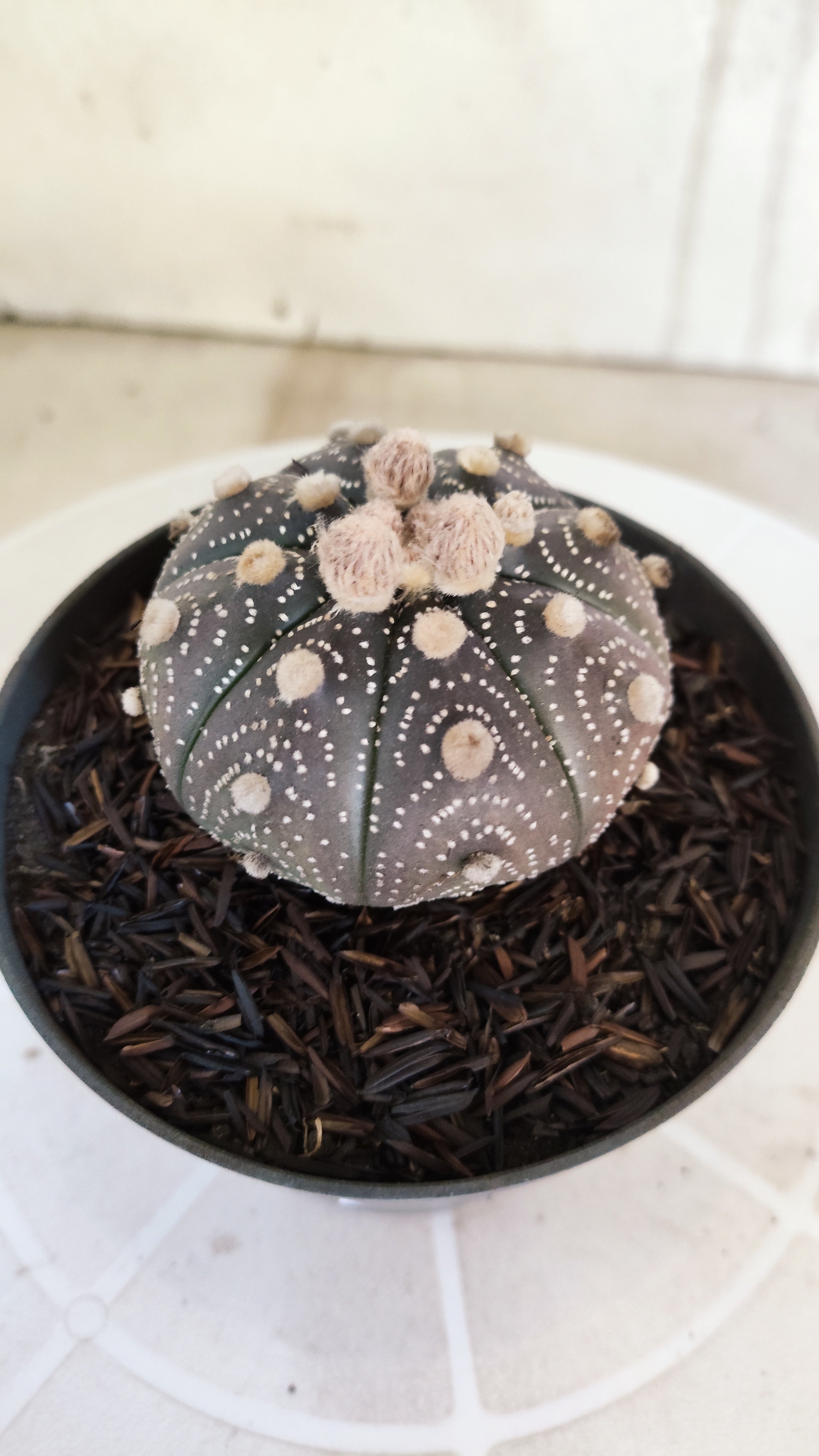 ASTROPHYTUM ASTERIAS “Purple”  Nº 1161 – vaso 11