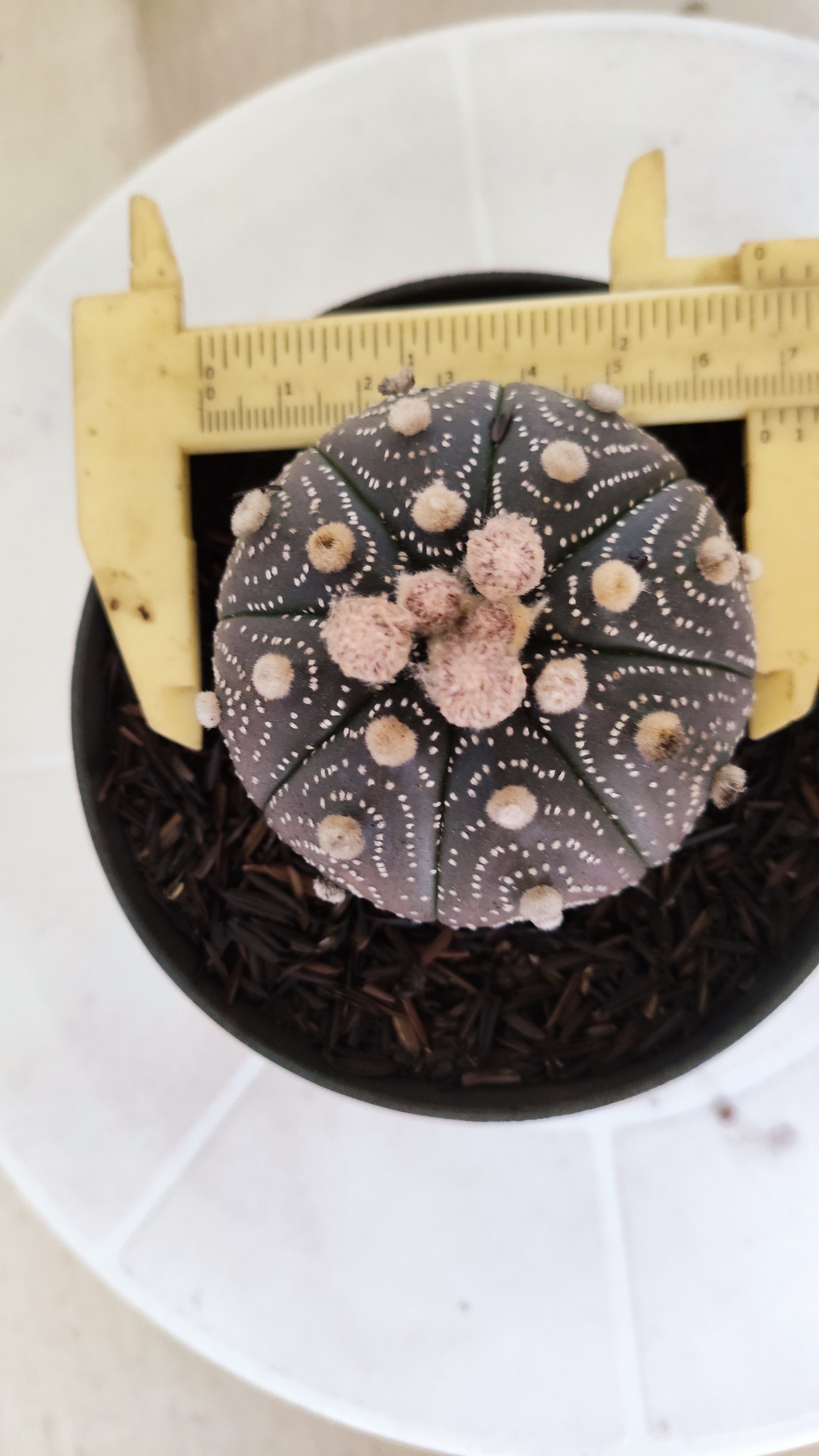 ASTROPHYTUM ASTERIAS “Purple”  Nº 1161 – vaso 11