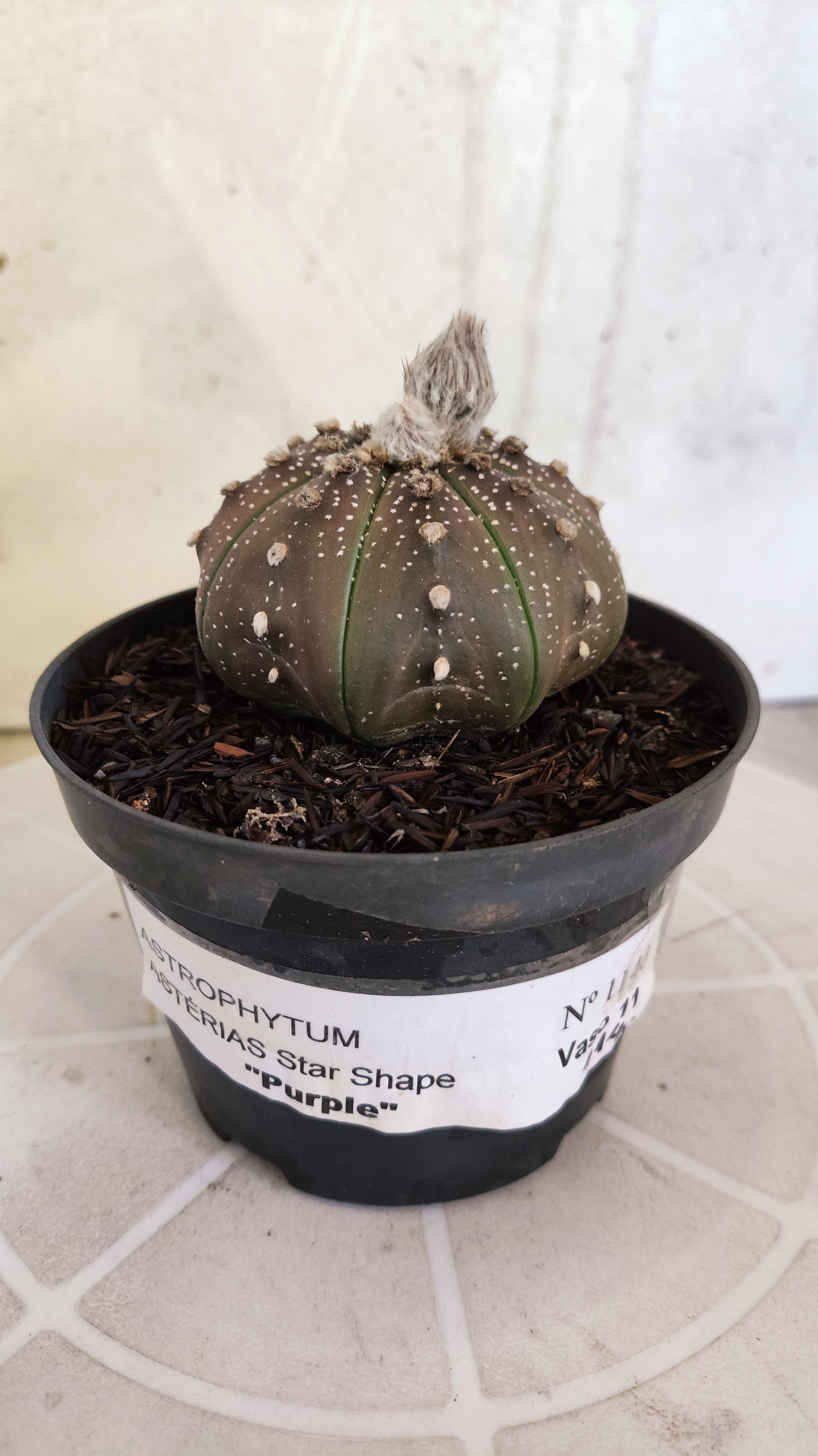ASTROPHYTUM ASTERIAS "STAR SHAPE - Purple"   Nº 1140 – vaso 11