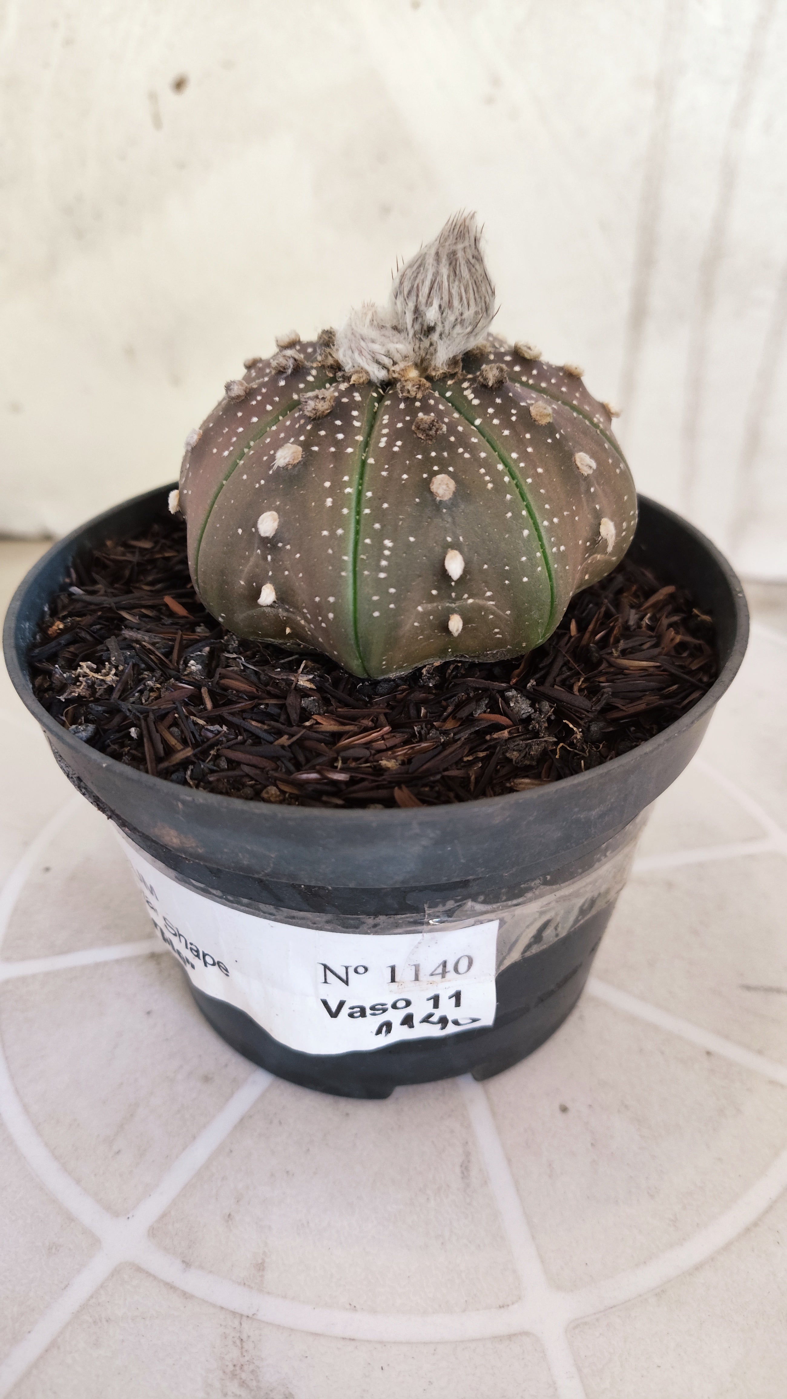 ASTROPHYTUM ASTERIAS "STAR SHAPE - Purple"   Nº 1140 – vaso 11