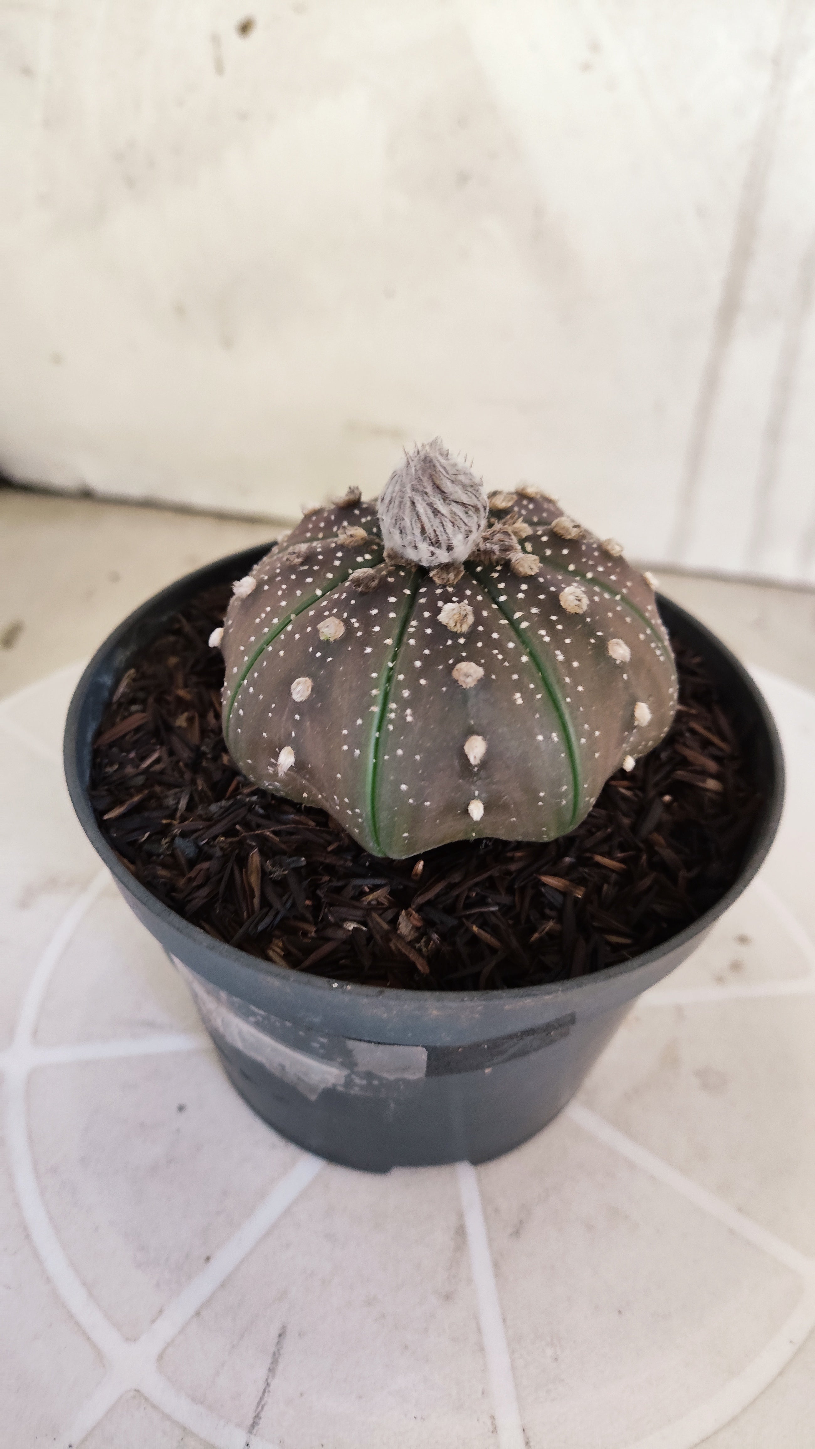 ASTROPHYTUM ASTERIAS "STAR SHAPE - Purple"   Nº 1140 – vaso 11