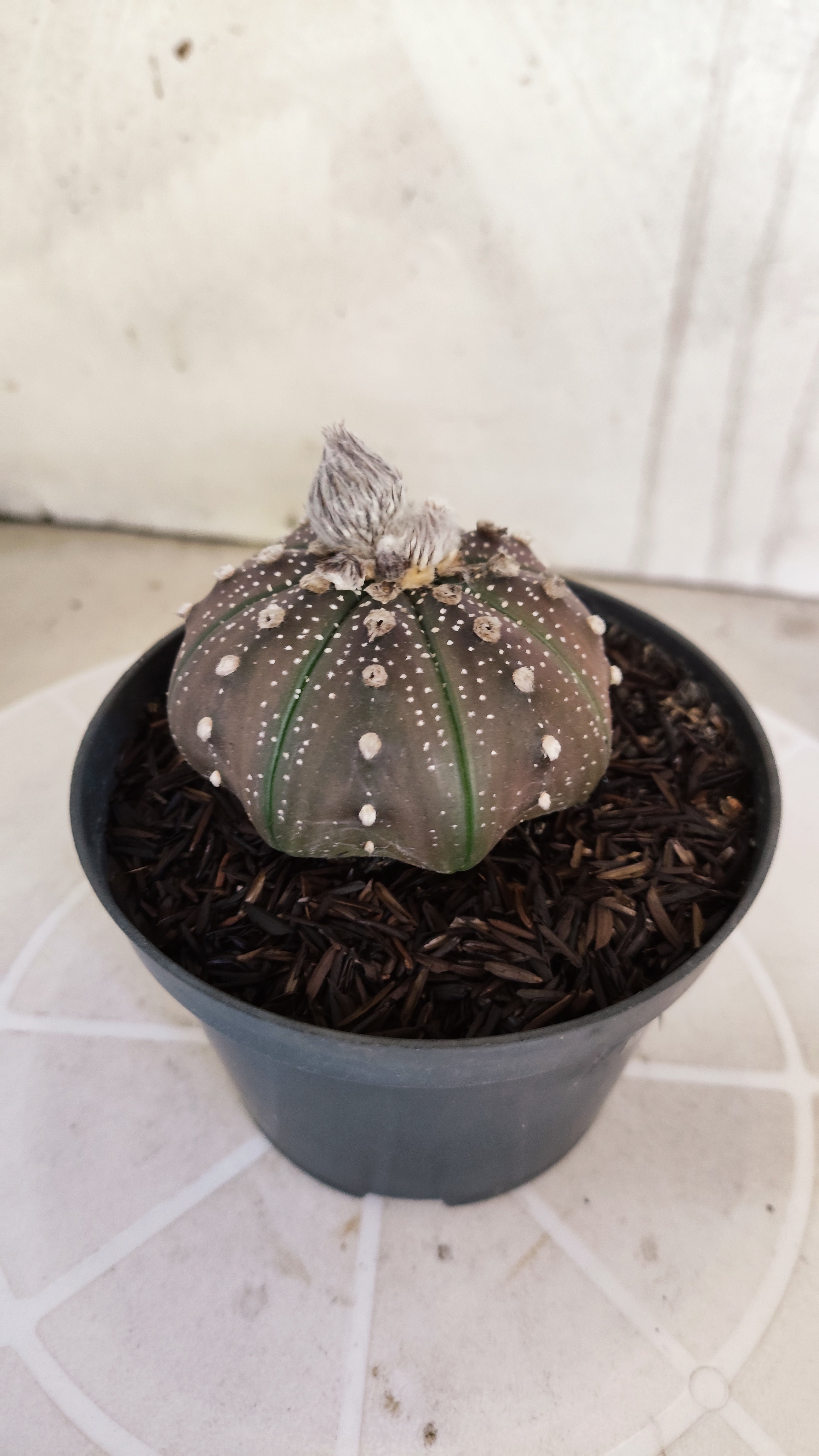 ASTROPHYTUM ASTERIAS "STAR SHAPE - Purple"   Nº 1140 – vaso 11