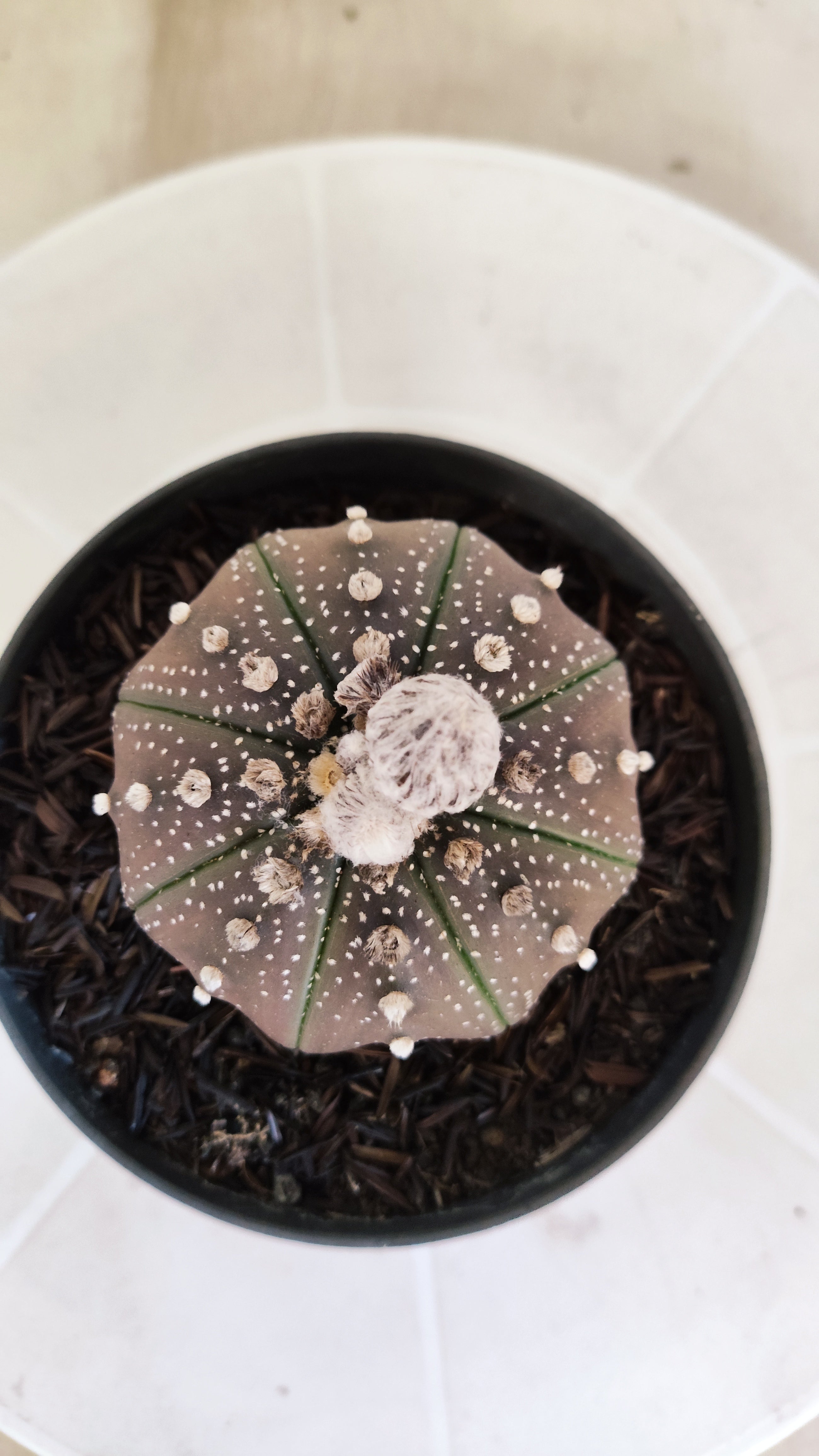 ASTROPHYTUM ASTERIAS "STAR SHAPE - Purple"   Nº 1140 – vaso 11