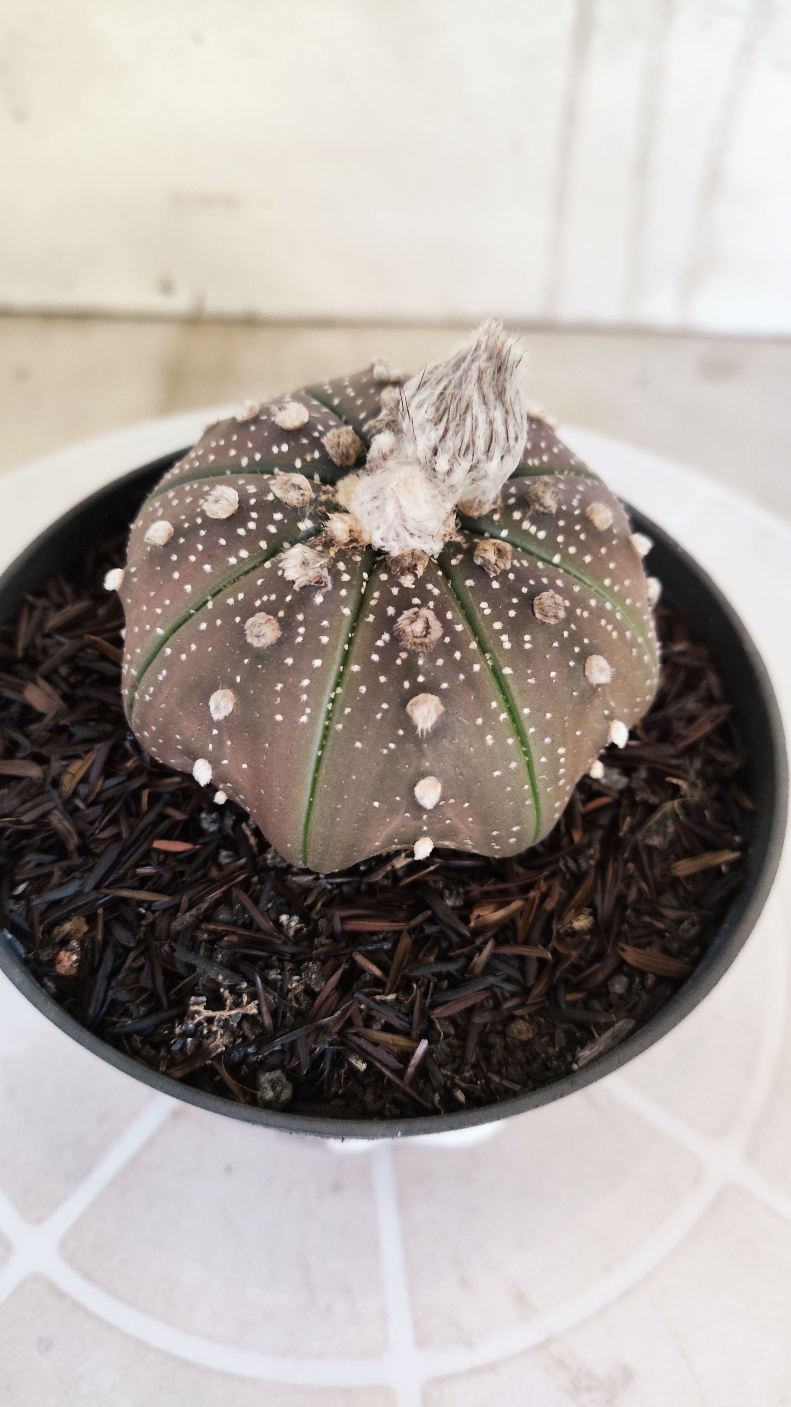 ASTROPHYTUM ASTERIAS "STAR SHAPE - Purple"   Nº 1140 – vaso 11